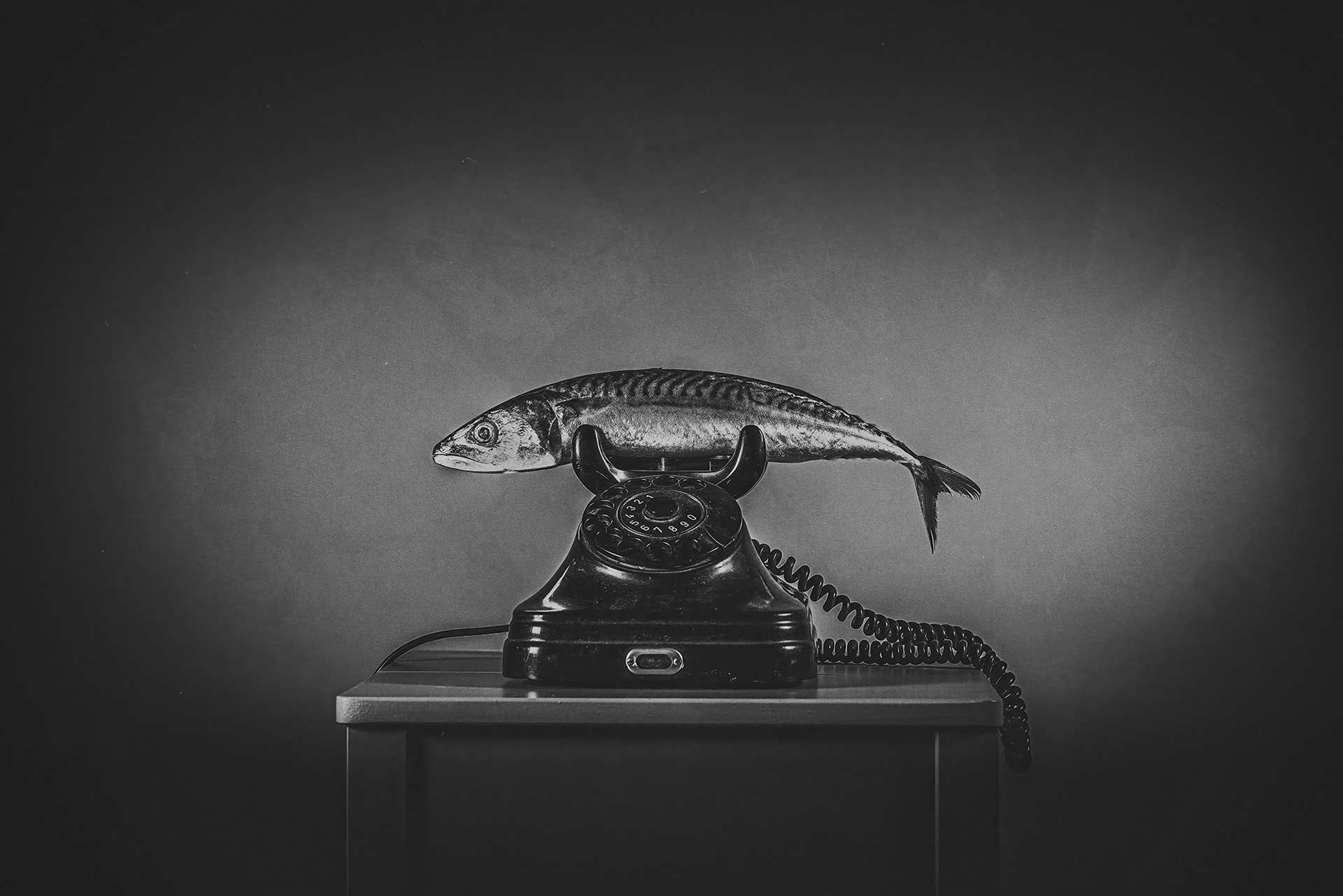 Quiet as a Fish /2025/