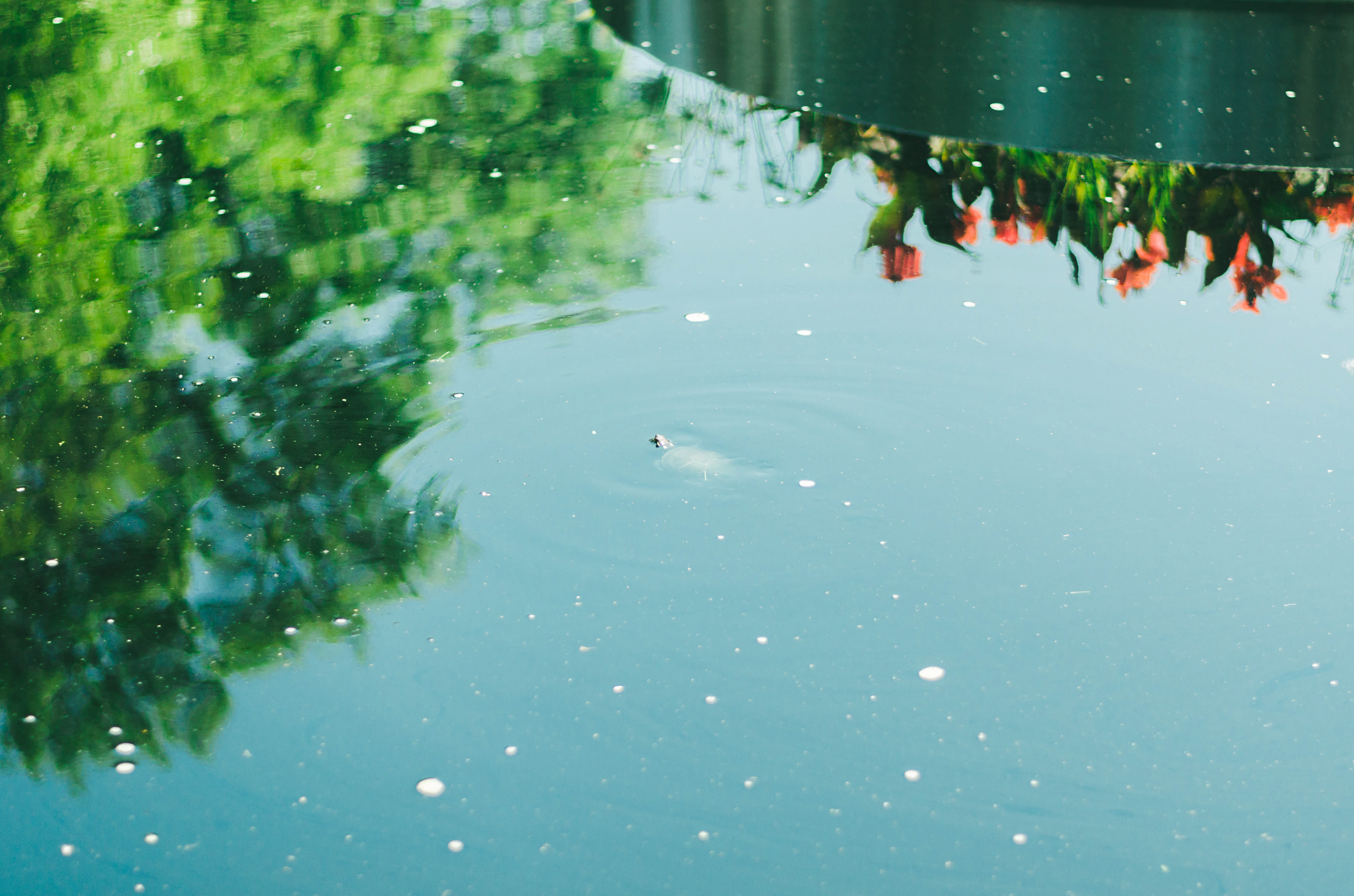 Montreal Botanical Garden, 2018