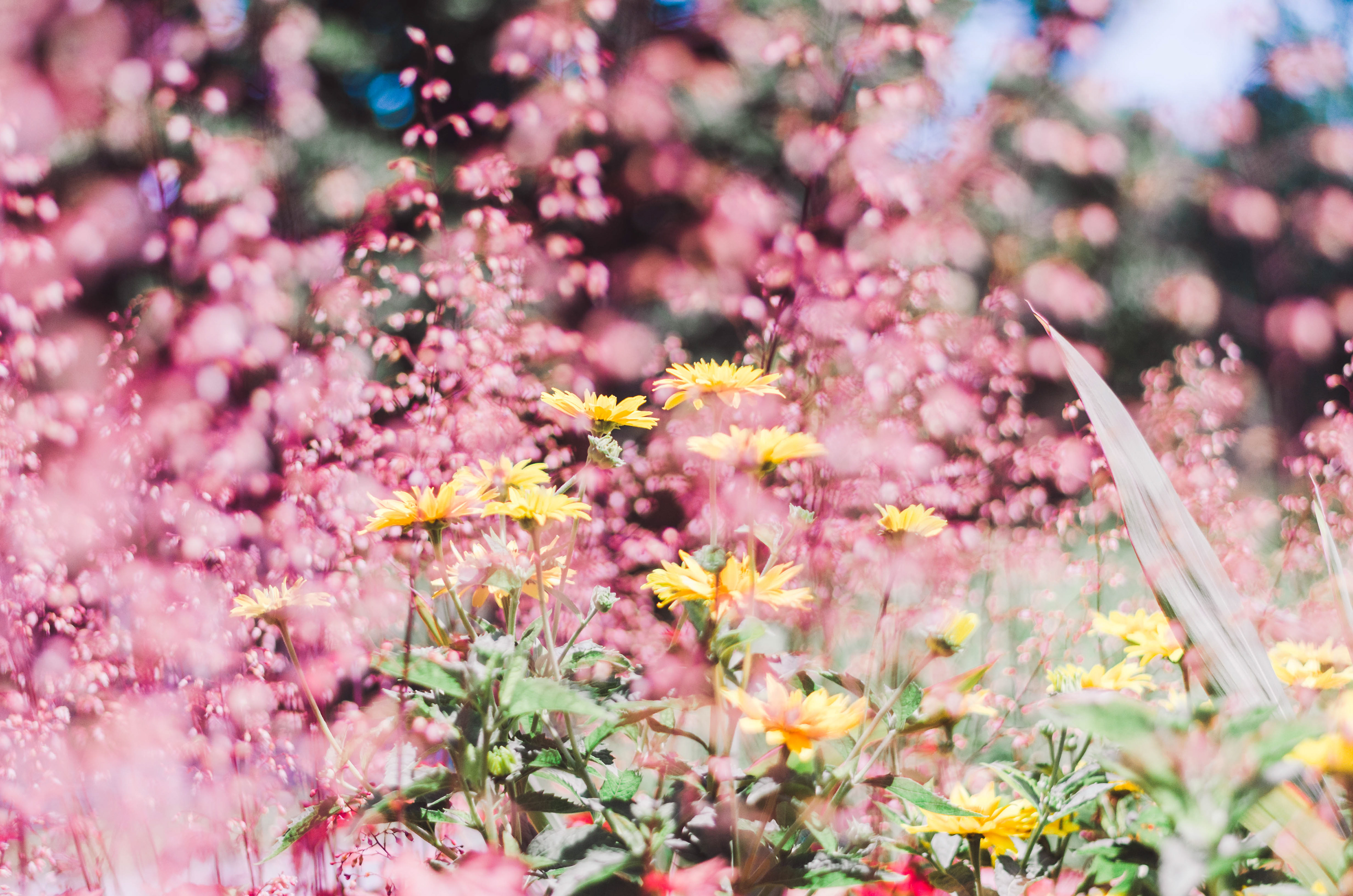 Montreal Botanical Garden, 2018