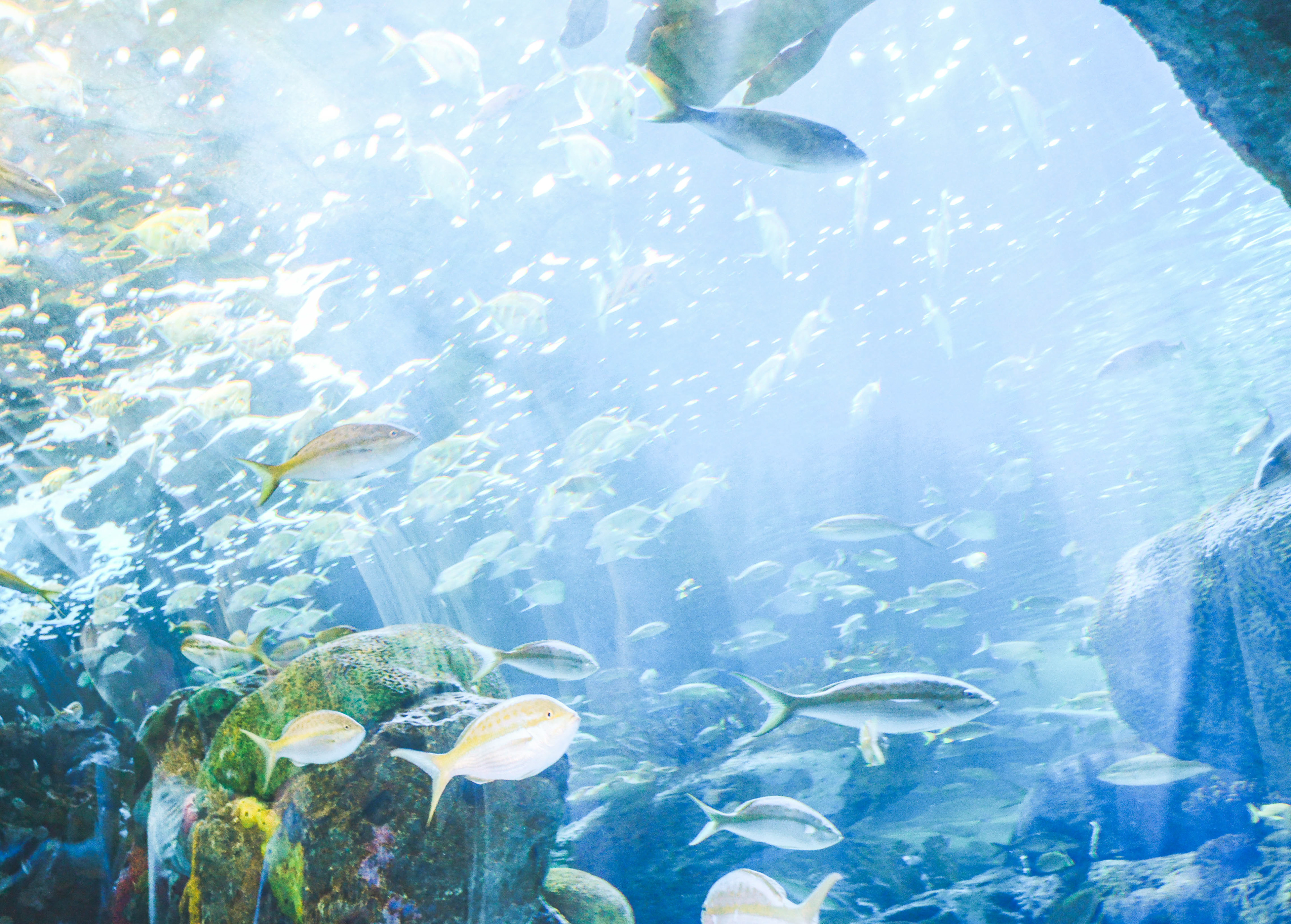 Ripley's Aquarium of Canada, 2015