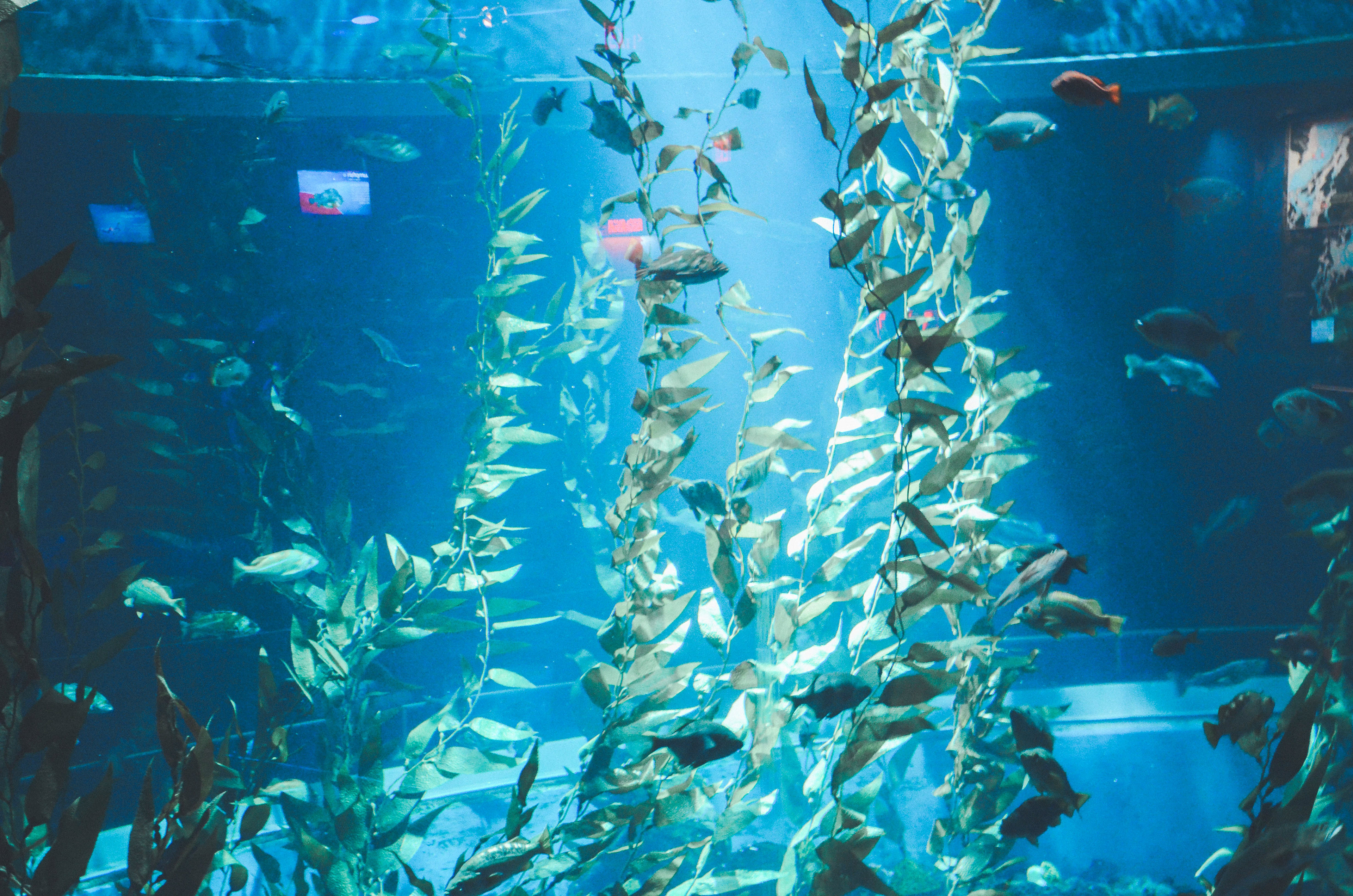 Ripley's Aquarium of Canada, 2015