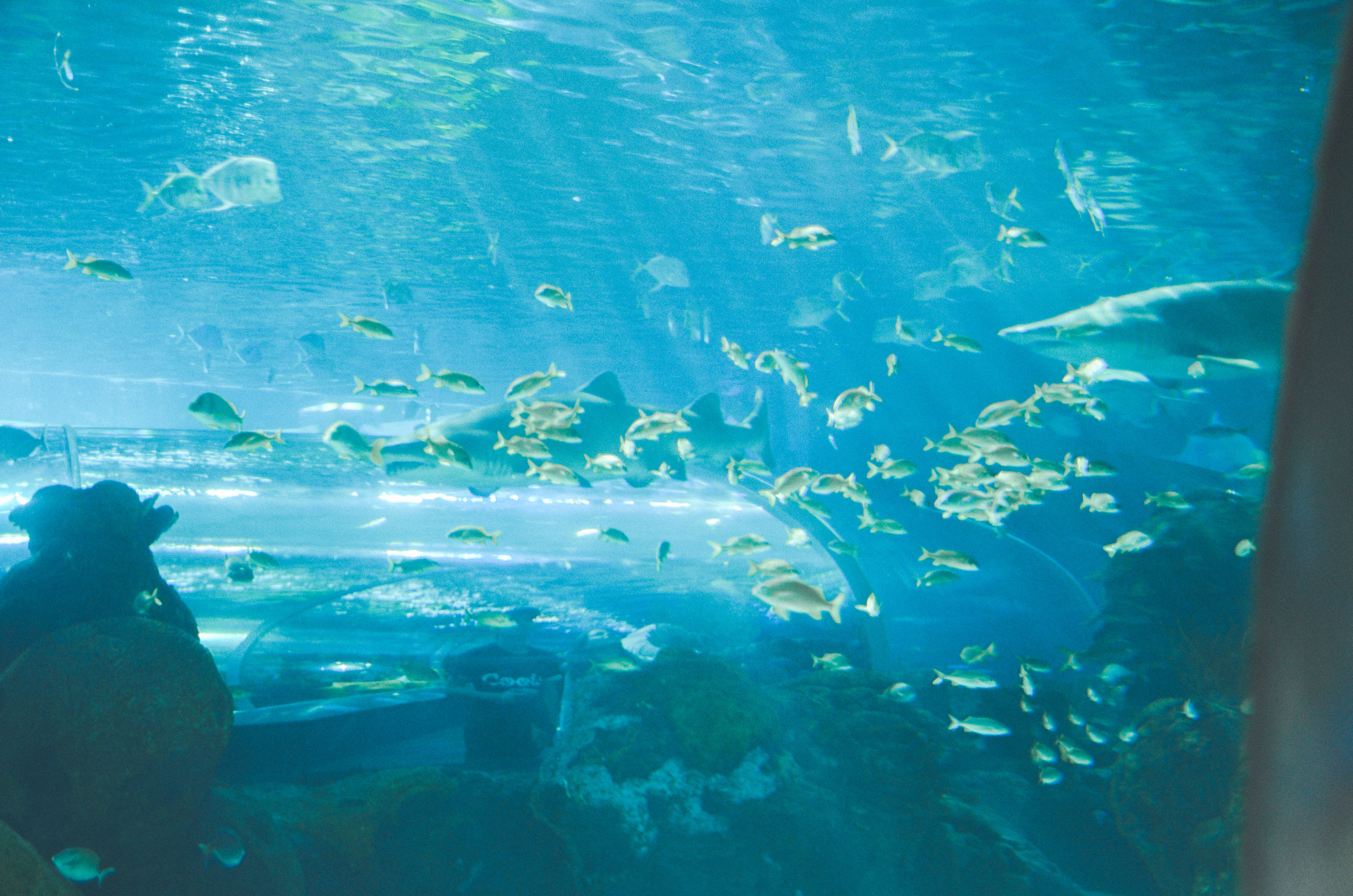 Ripley's Aquarium of Canada, 2015