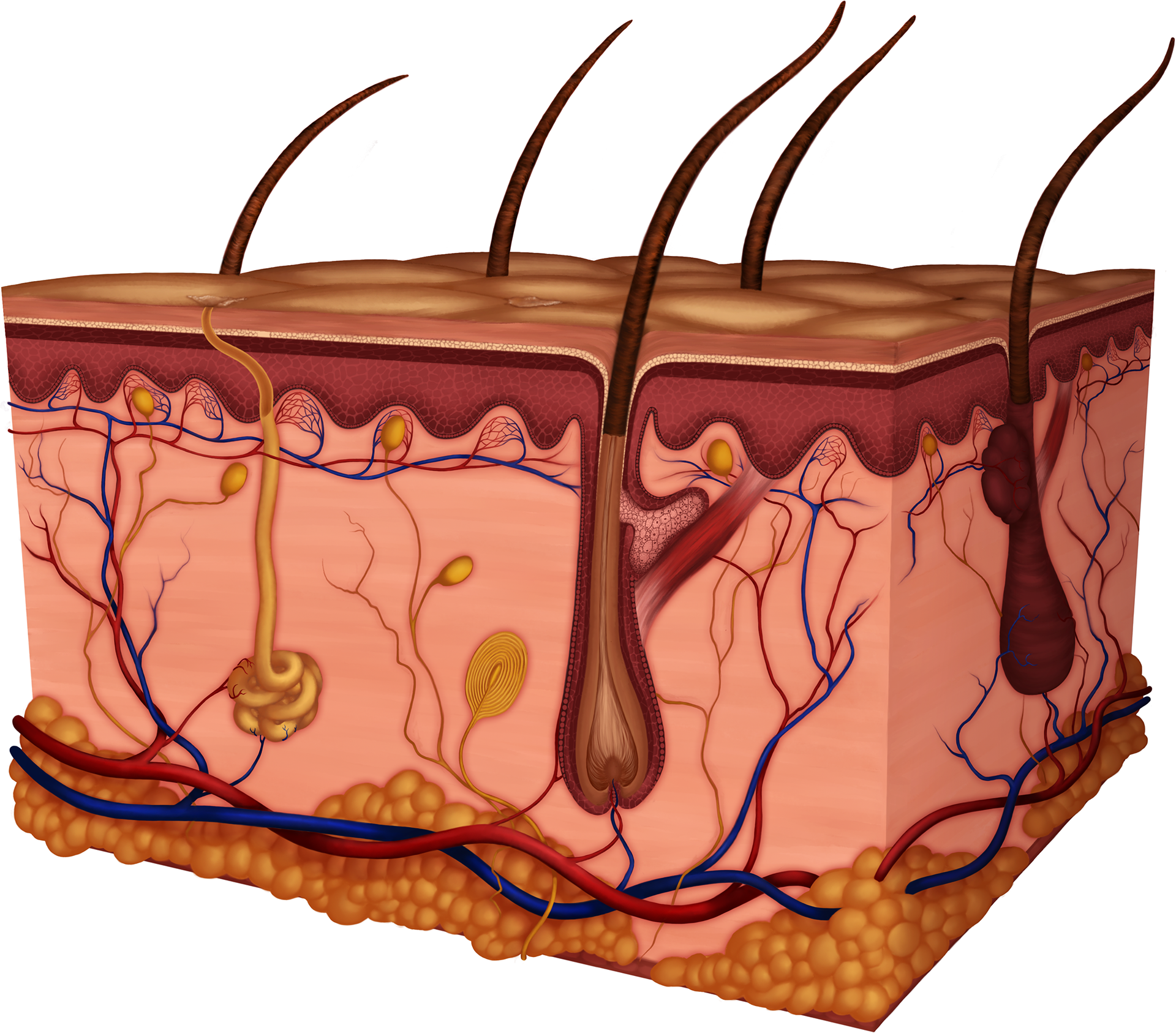 Рисунок кожи