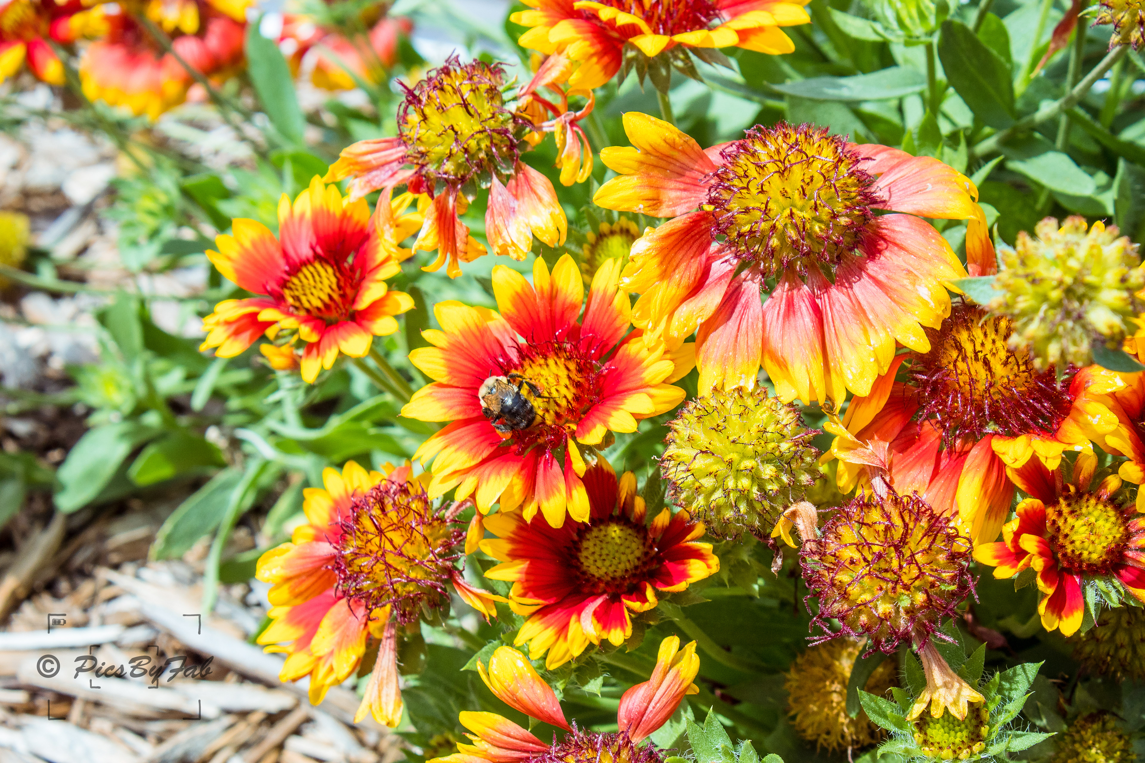 PicsByFab Original (2019)