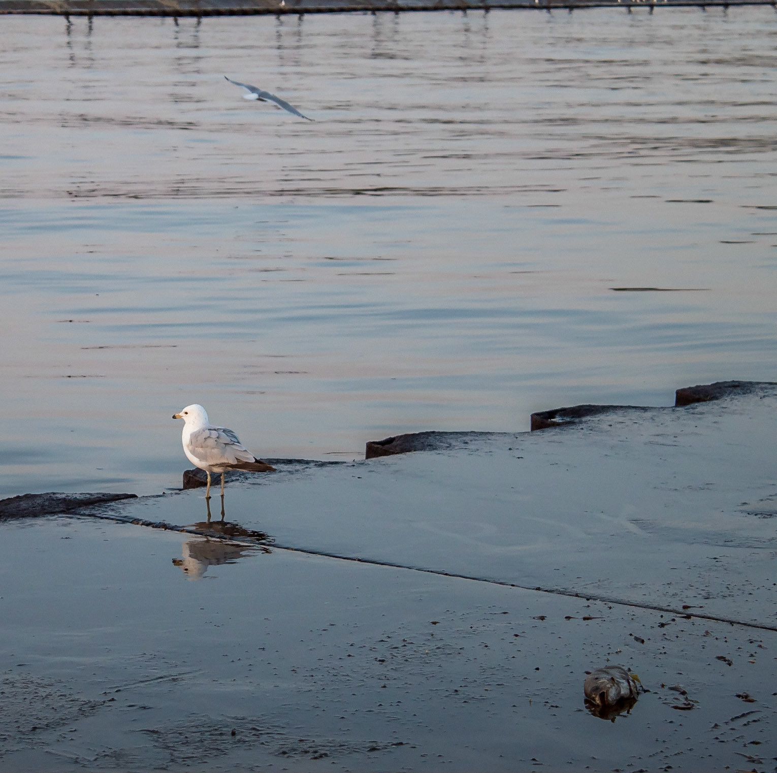 sitting and observing...