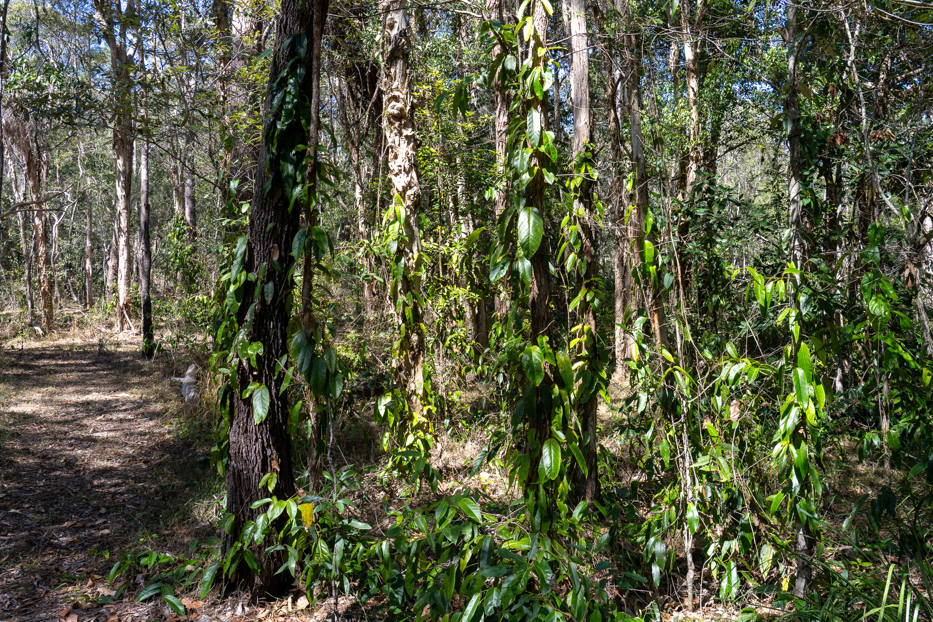 Creepers & vines have advanced over the last 2 wet years