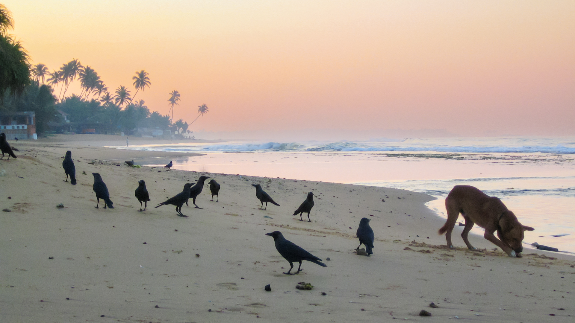 scavenging, IMG_1044 LR