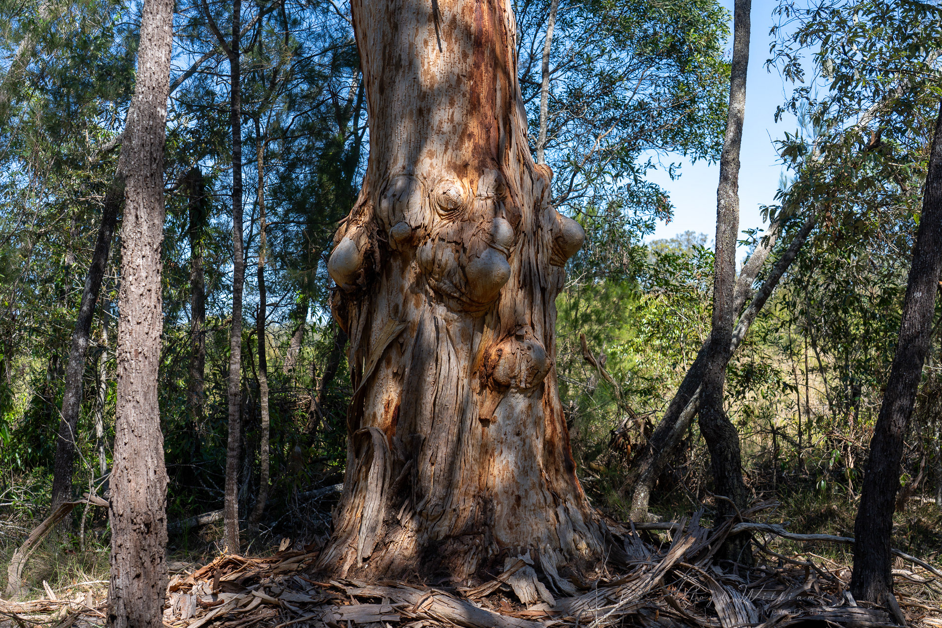 The boob tree