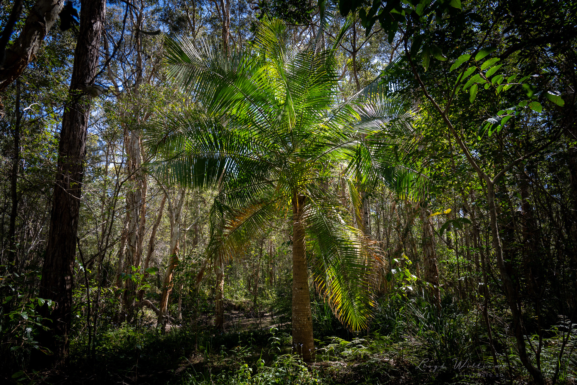 Palm by the creek