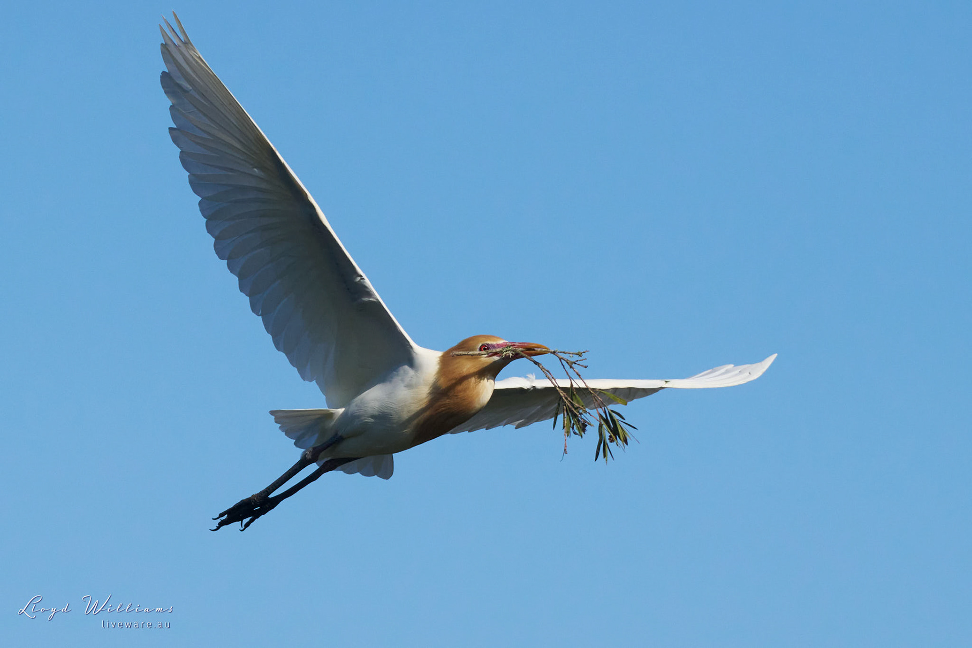 Cattle Egret