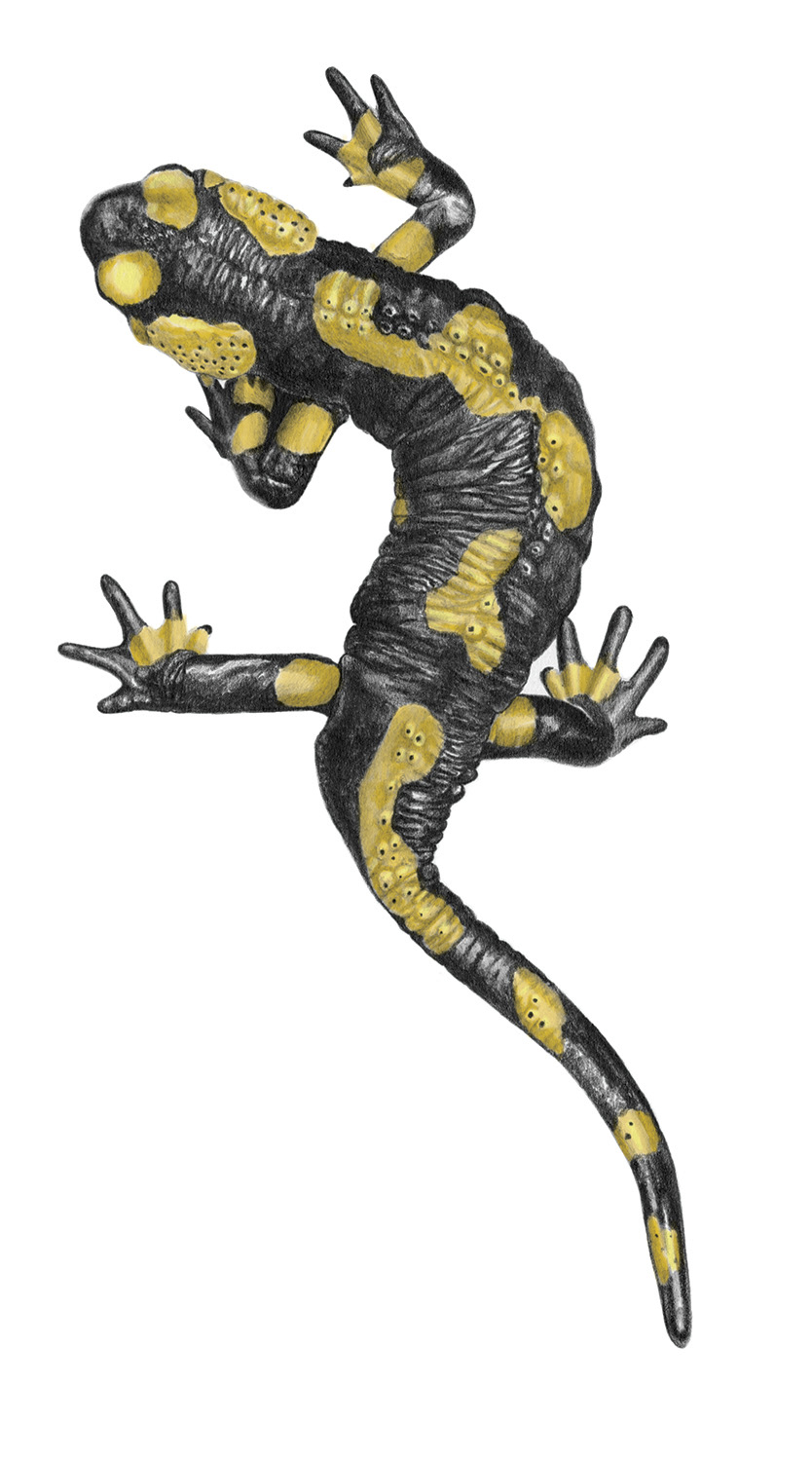 vuursalamander