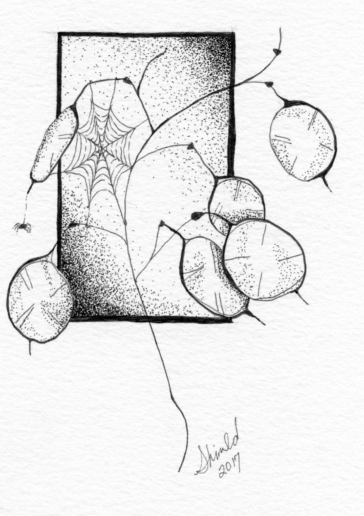 SILVER DOLLAR PLANT, Pen and Ink, 5"x7", $75 framed.