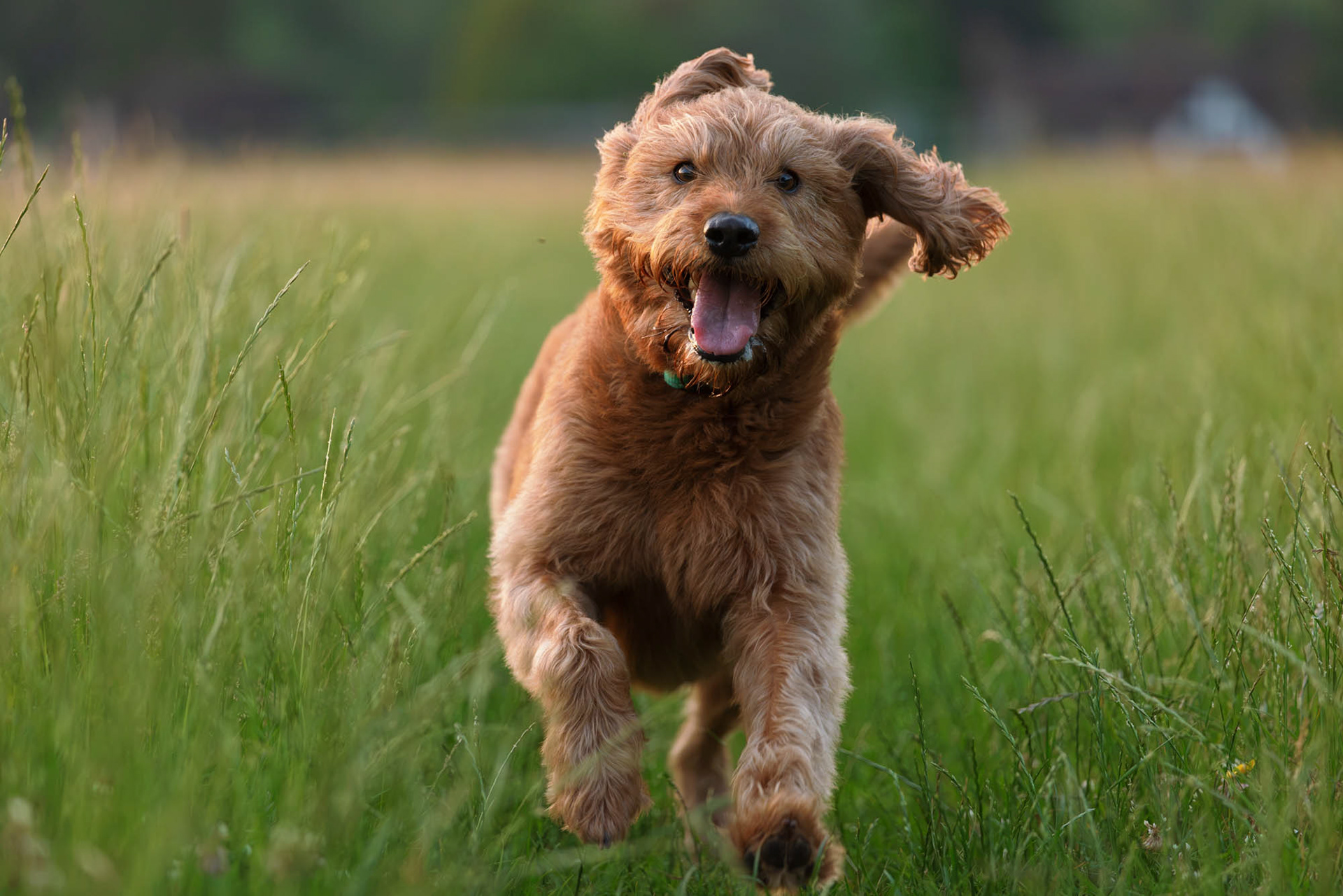 Labradoodle running in field near Ewhurst Green in evening light