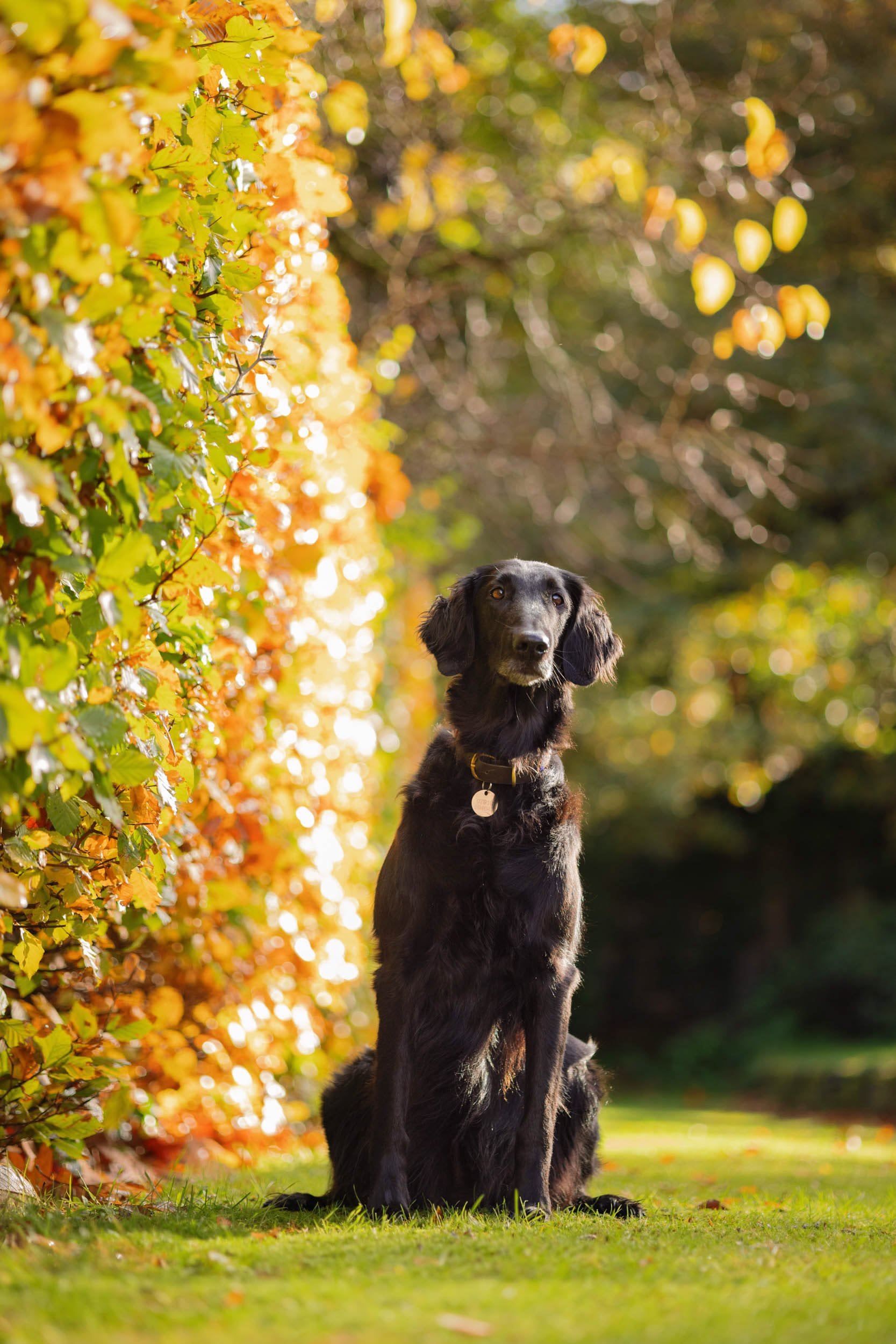 Portrait of Flat coated retriever sat in Autumnal garden