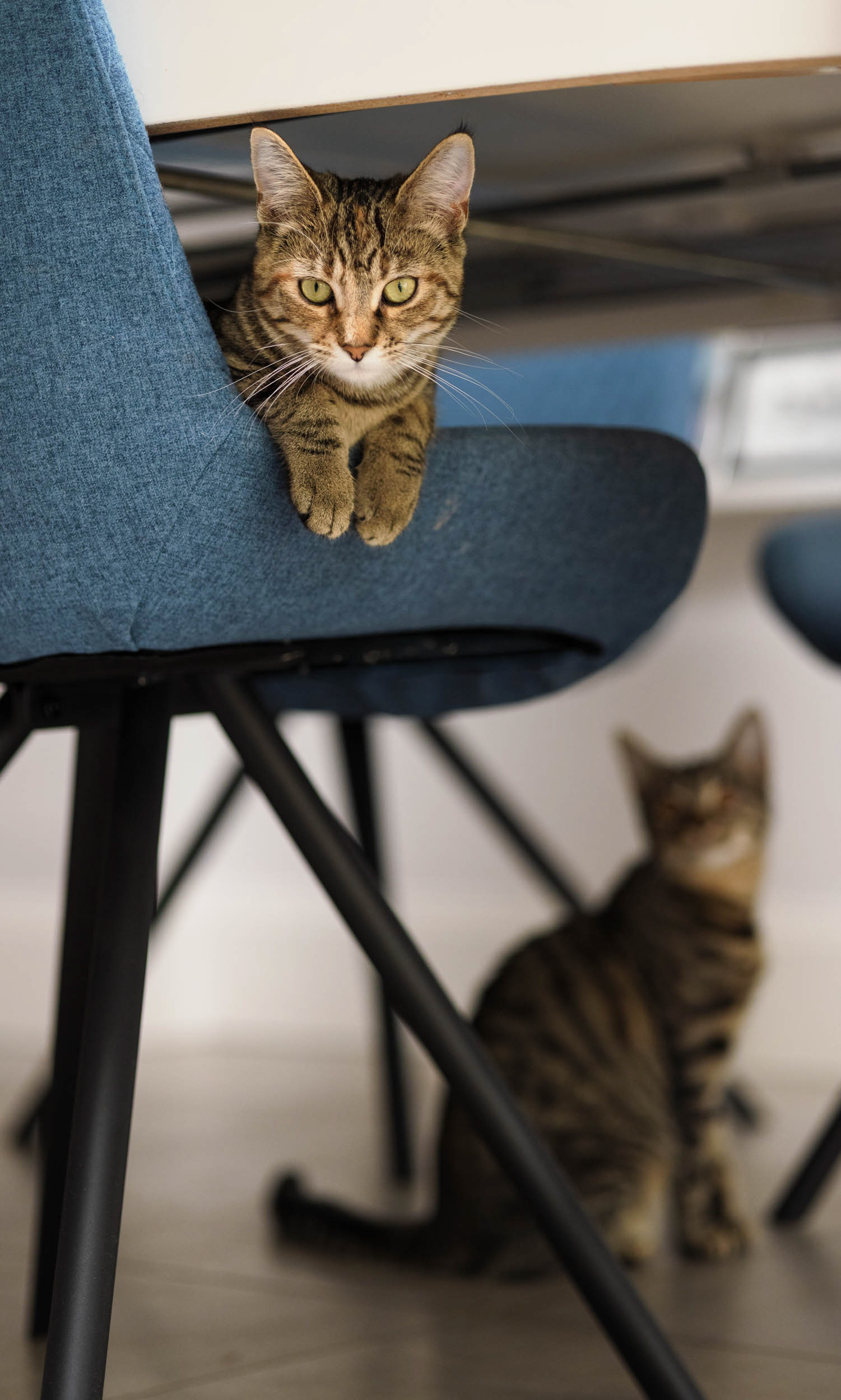 Kitten Hazel lying on a chair
