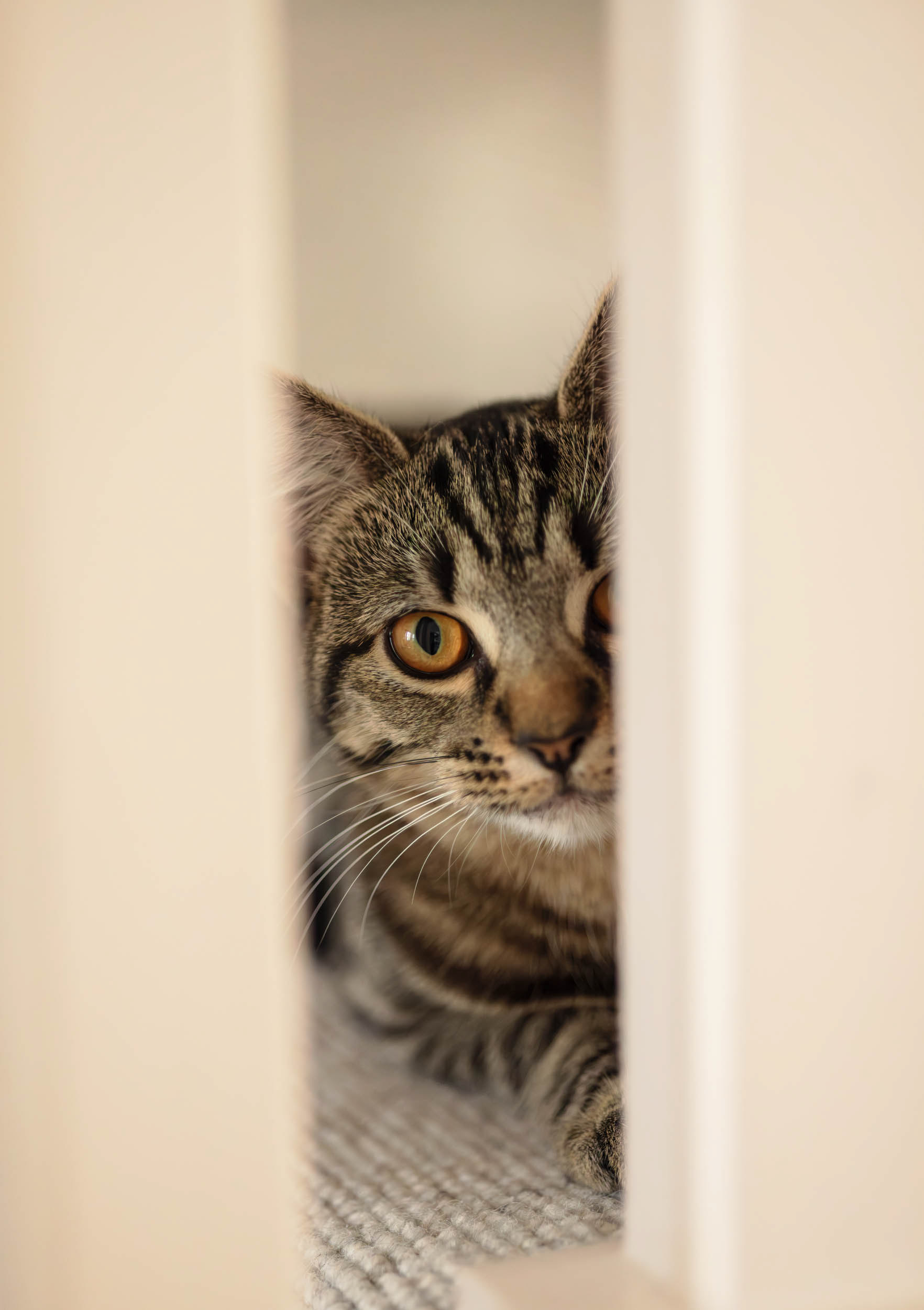 Shy kitten Olive through the stair banisters