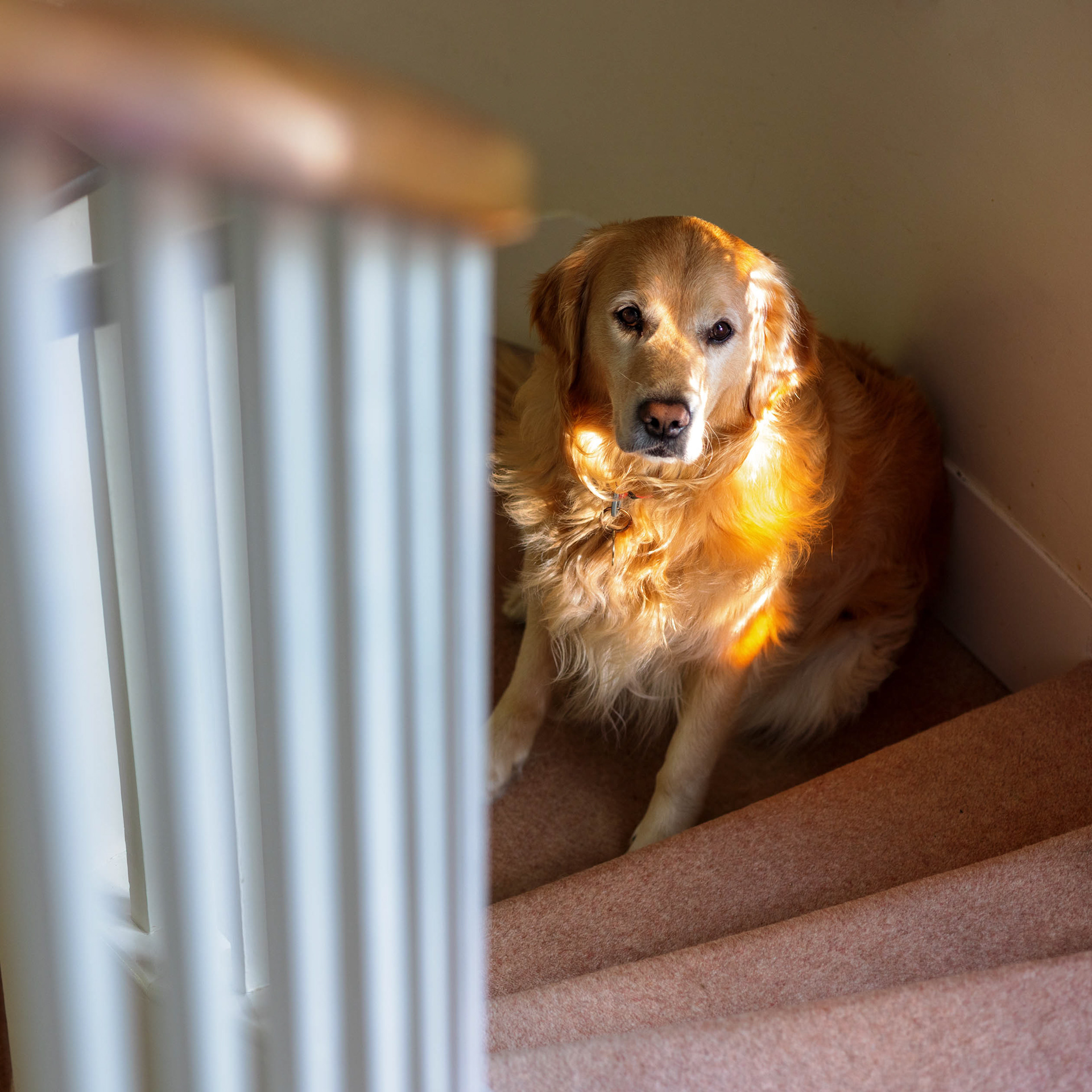 Golden Retriever Rafa sitting angelically on the stairs lit by a stained glass window