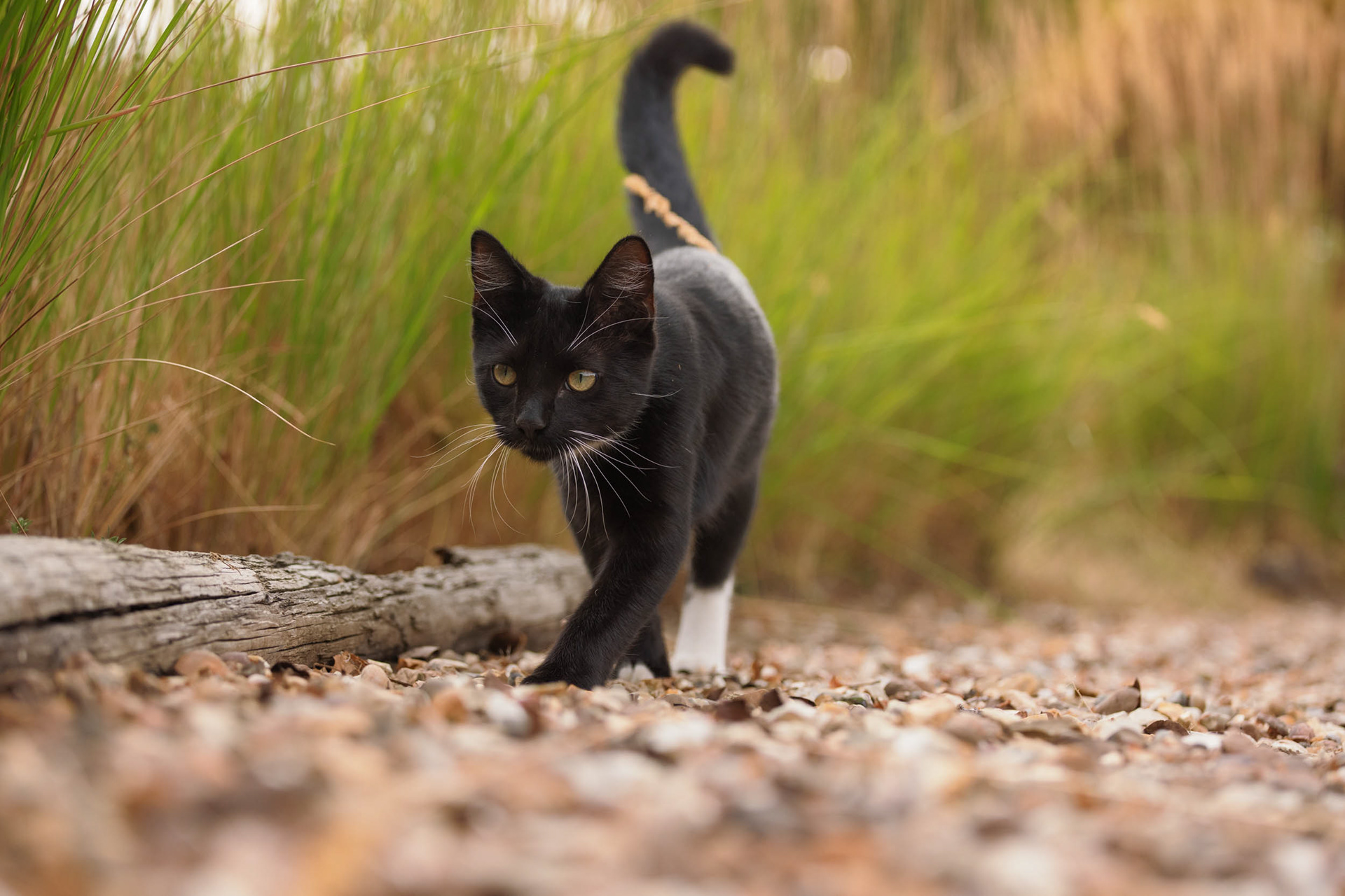 Black and white kitten exploring garden