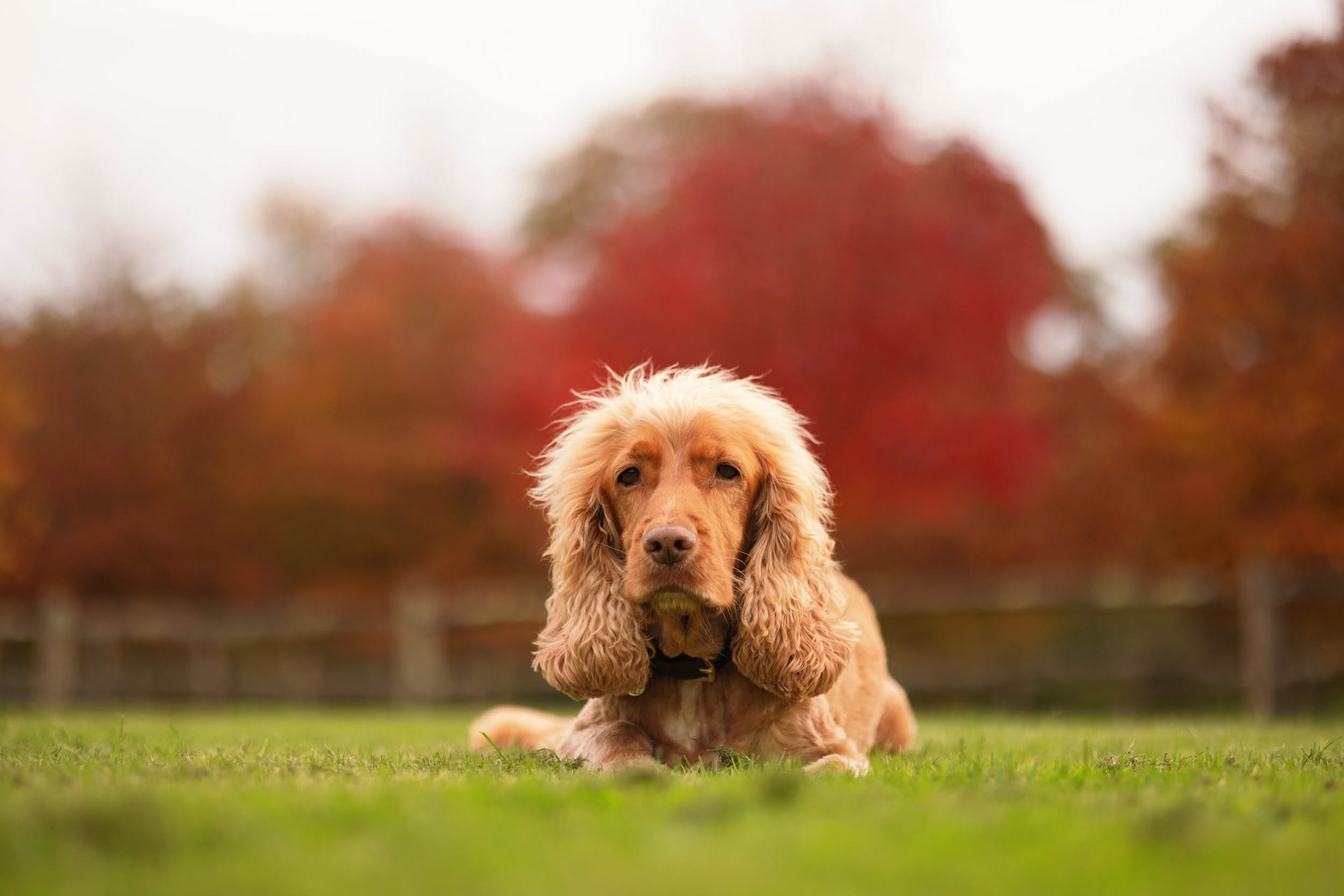 Cocker Spaniel relaxing in autumnal garden