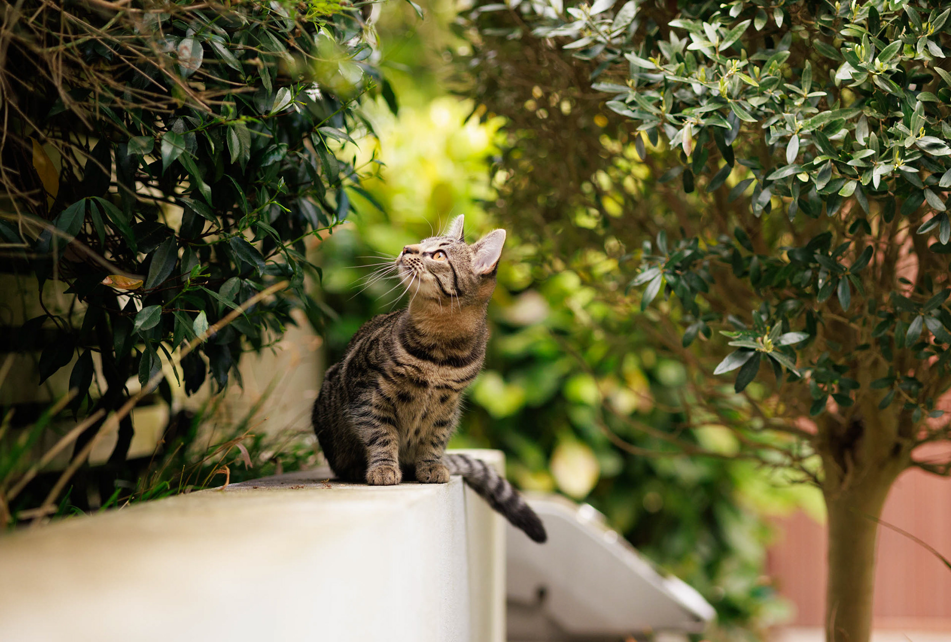 Curious kitten Olive climbing a wall in the garden