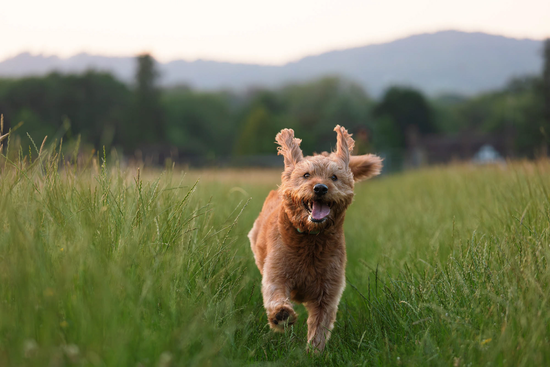 Labradoodle running in field with Surrey Hills behind near Ewhurst Green in evening light