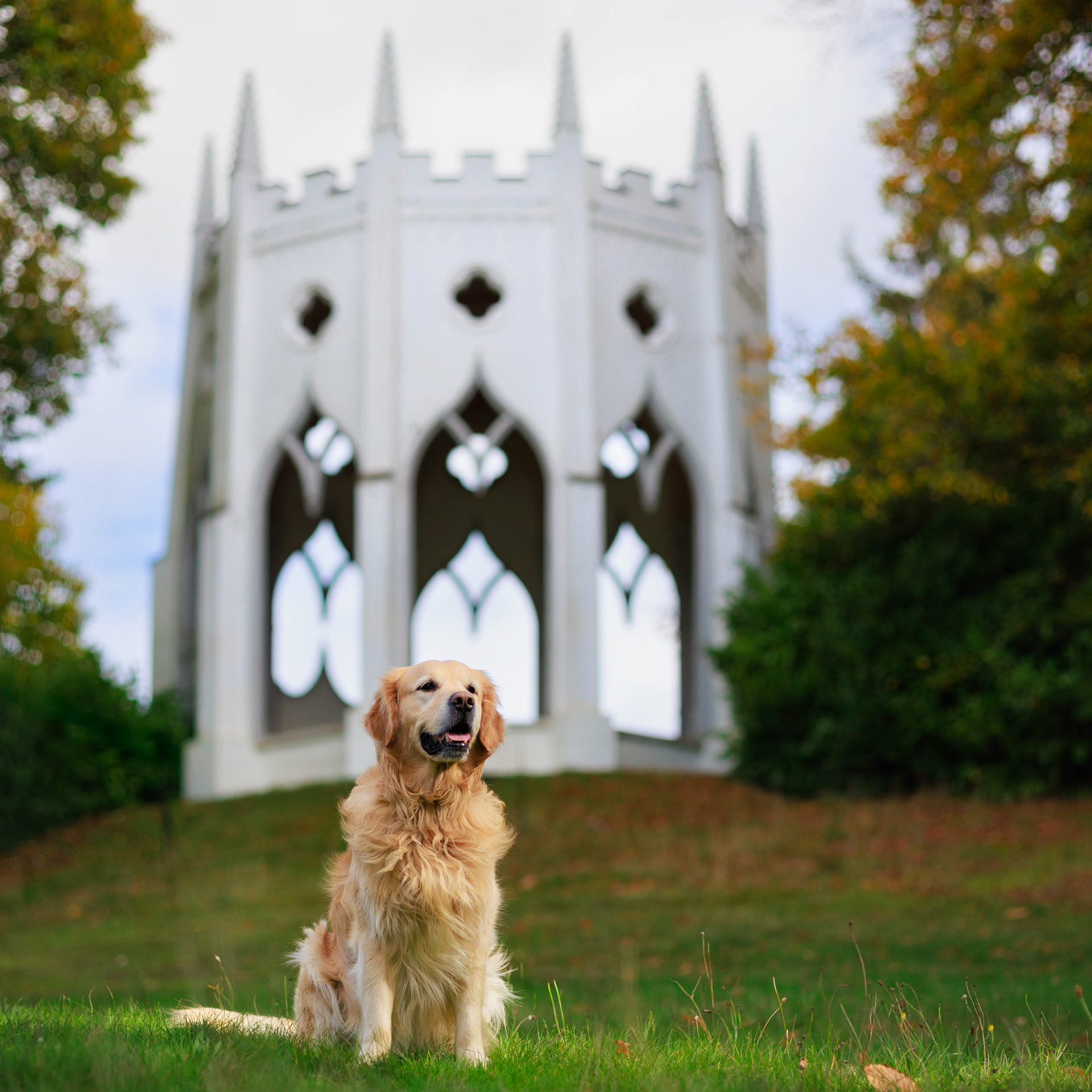 Golden Retriever Rafa lit by a pool of sunlightsat in front of the Gothic Temple in Painshill Park, Cobham.