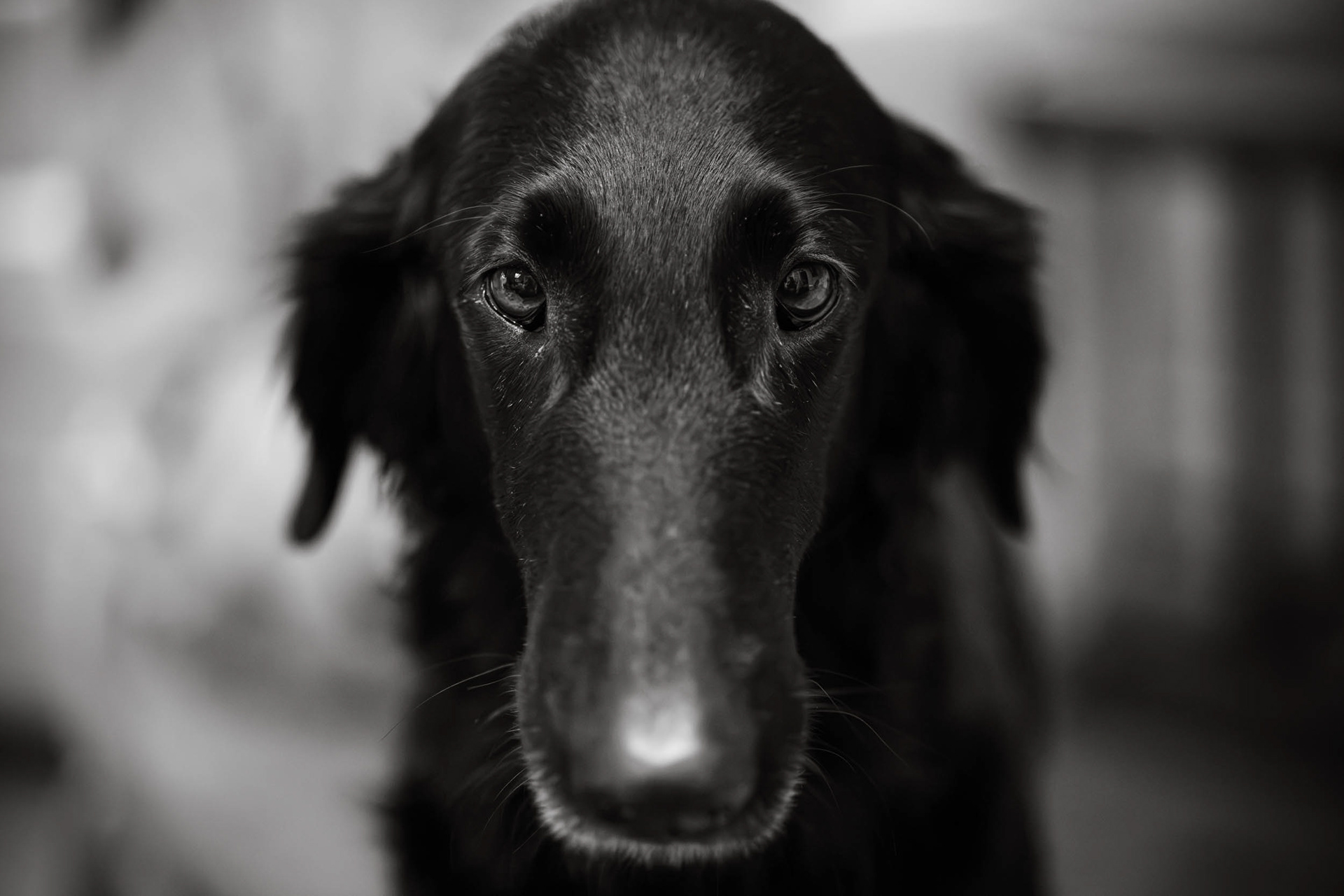 A close up picture of Flat coated retriever. 