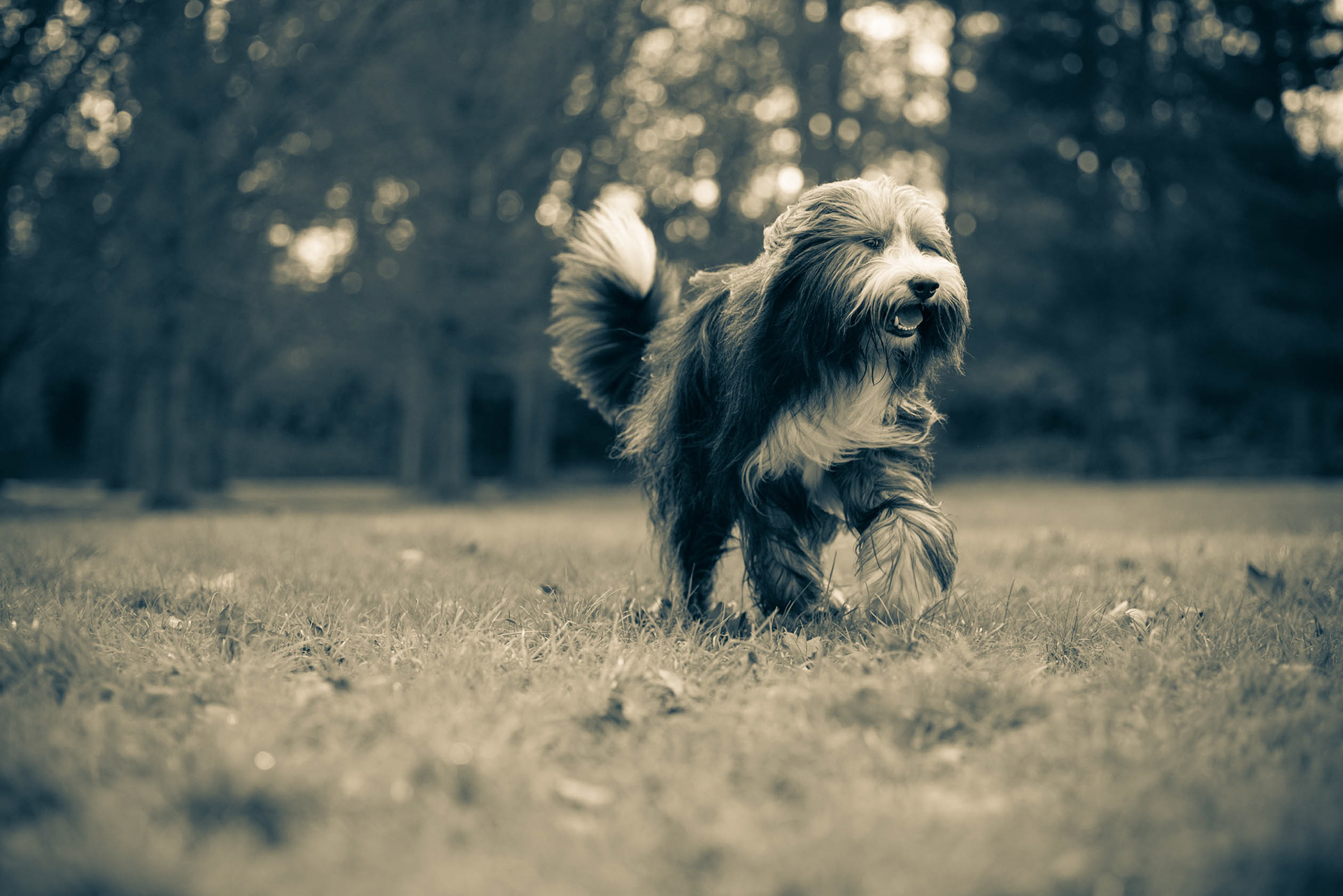 Black and White image of Bearded Collie walking in Gunnersbury Park with his long hair blowing in the breeze