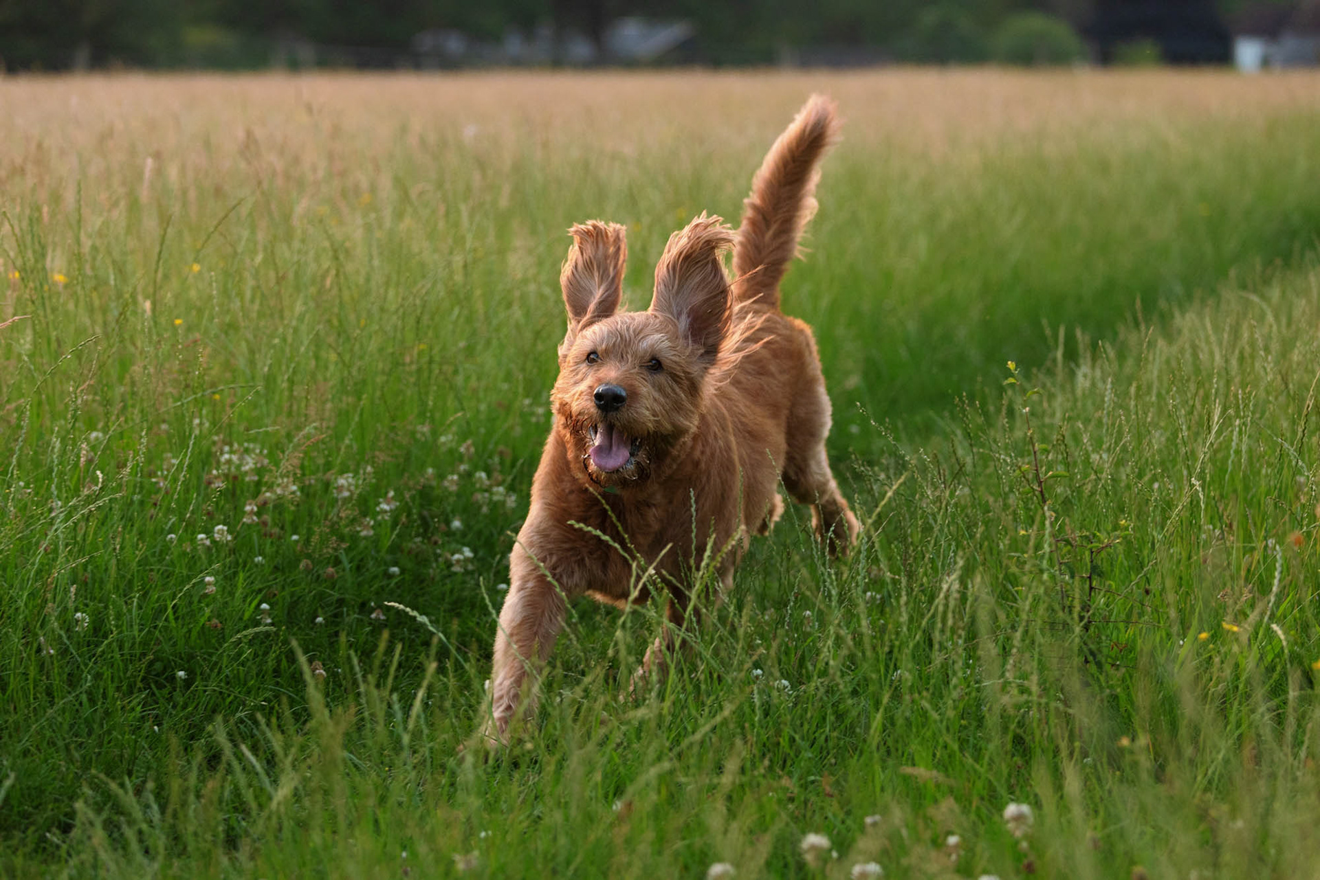 Labradoodle running in field near Ewhurst Green in evening light