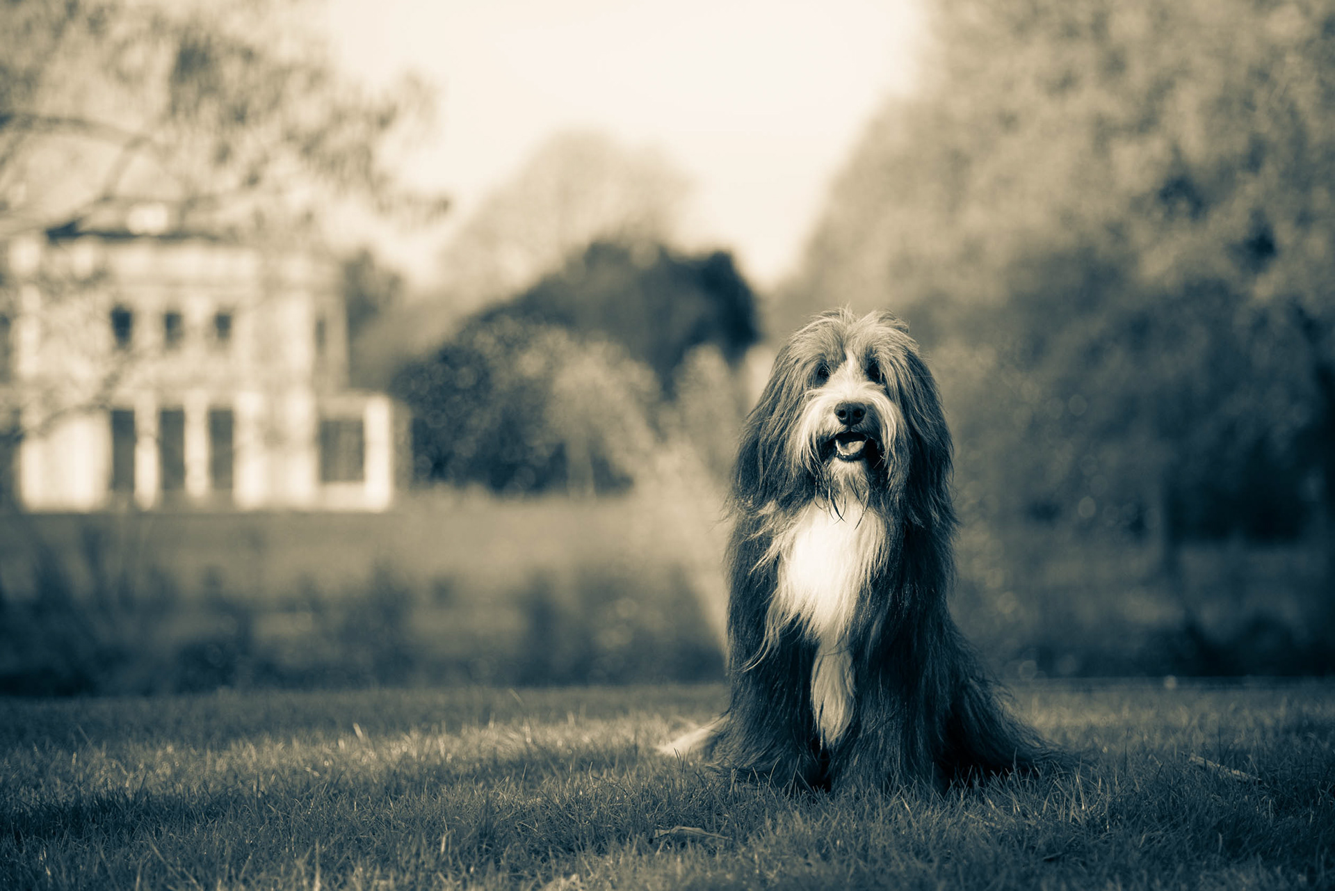 Black and White portrait of Bearded Collie in Gunnersbury Park.