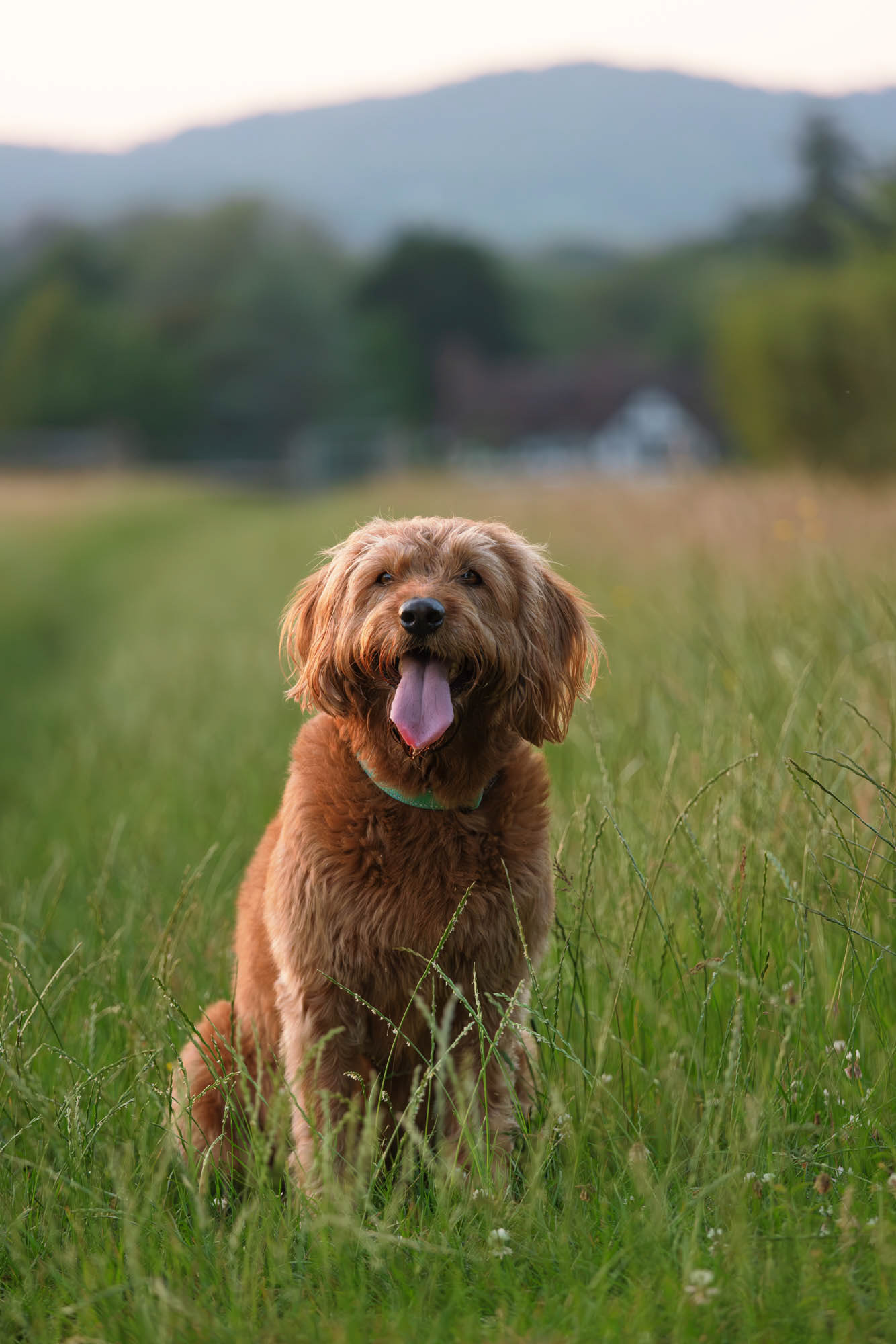 Portrait of Labradoodle in field near Ewhurst Green in evening light