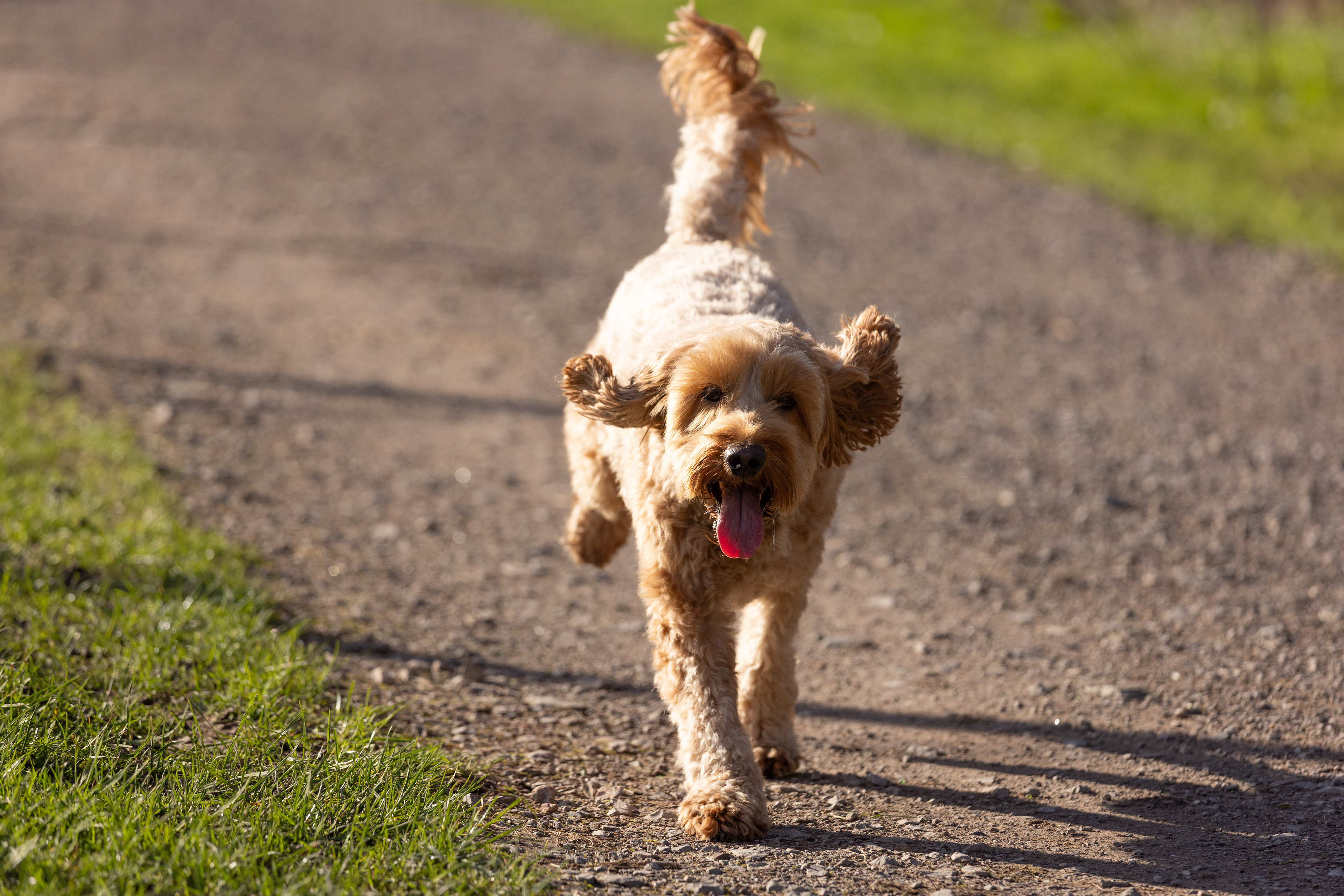Excited Cockerpoo Walter running in the Surrey Hills.