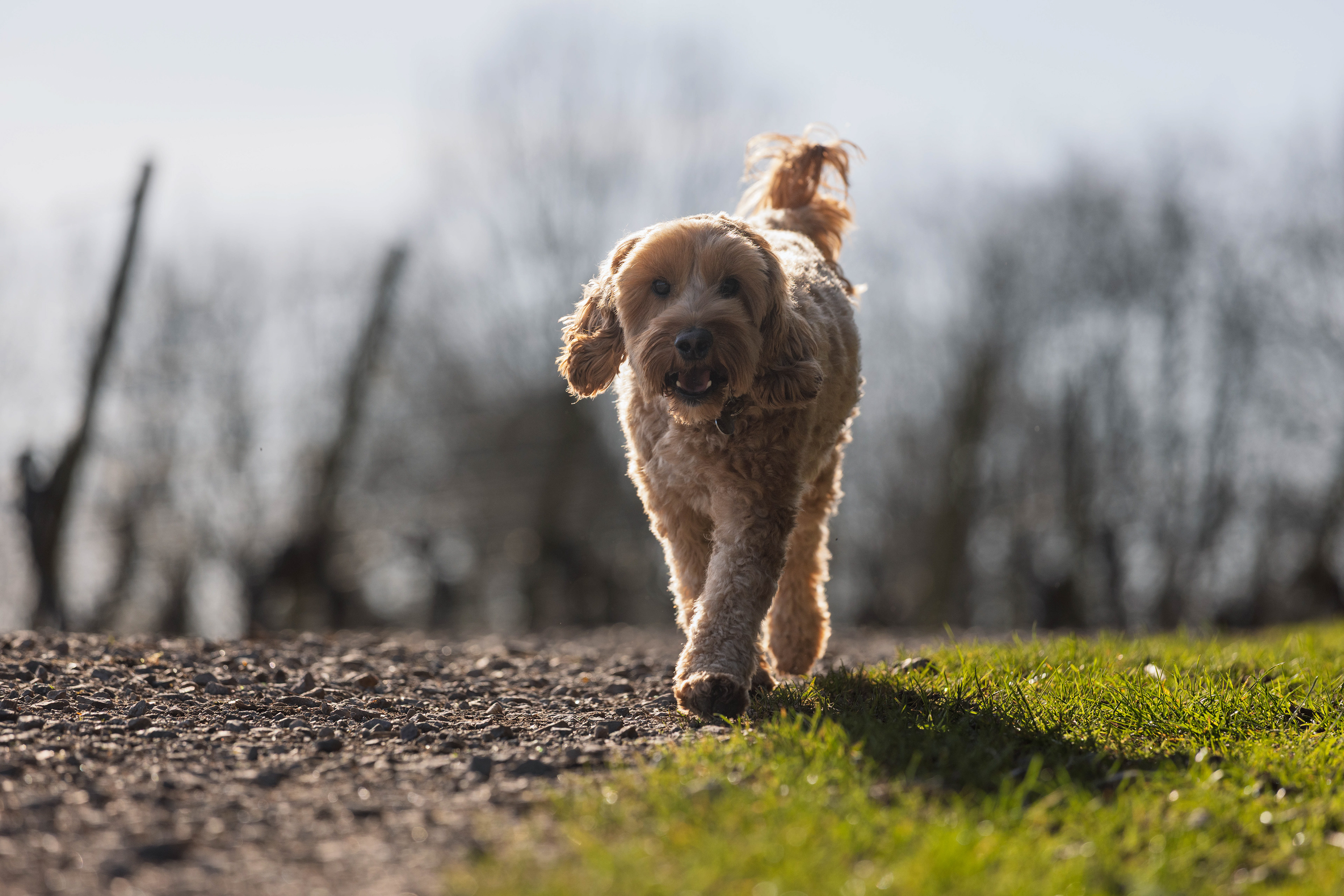 Cockerpoo Walter walking with Denbies vineyard vines in background.
