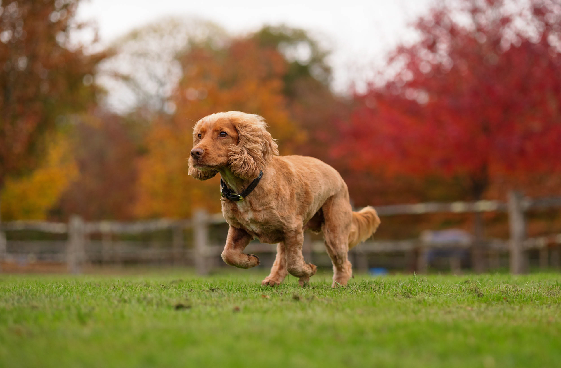 Cocker Spaniel running in autumnal garden