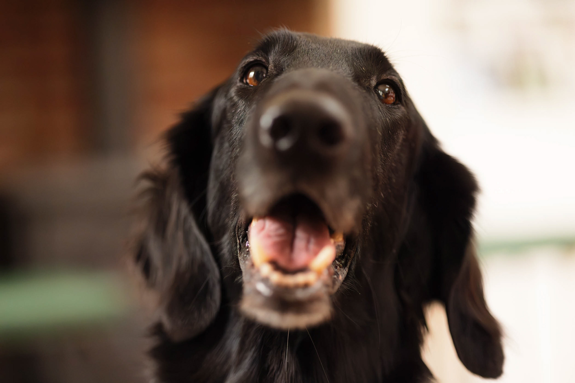 A close up picture of Flat coated retriever.