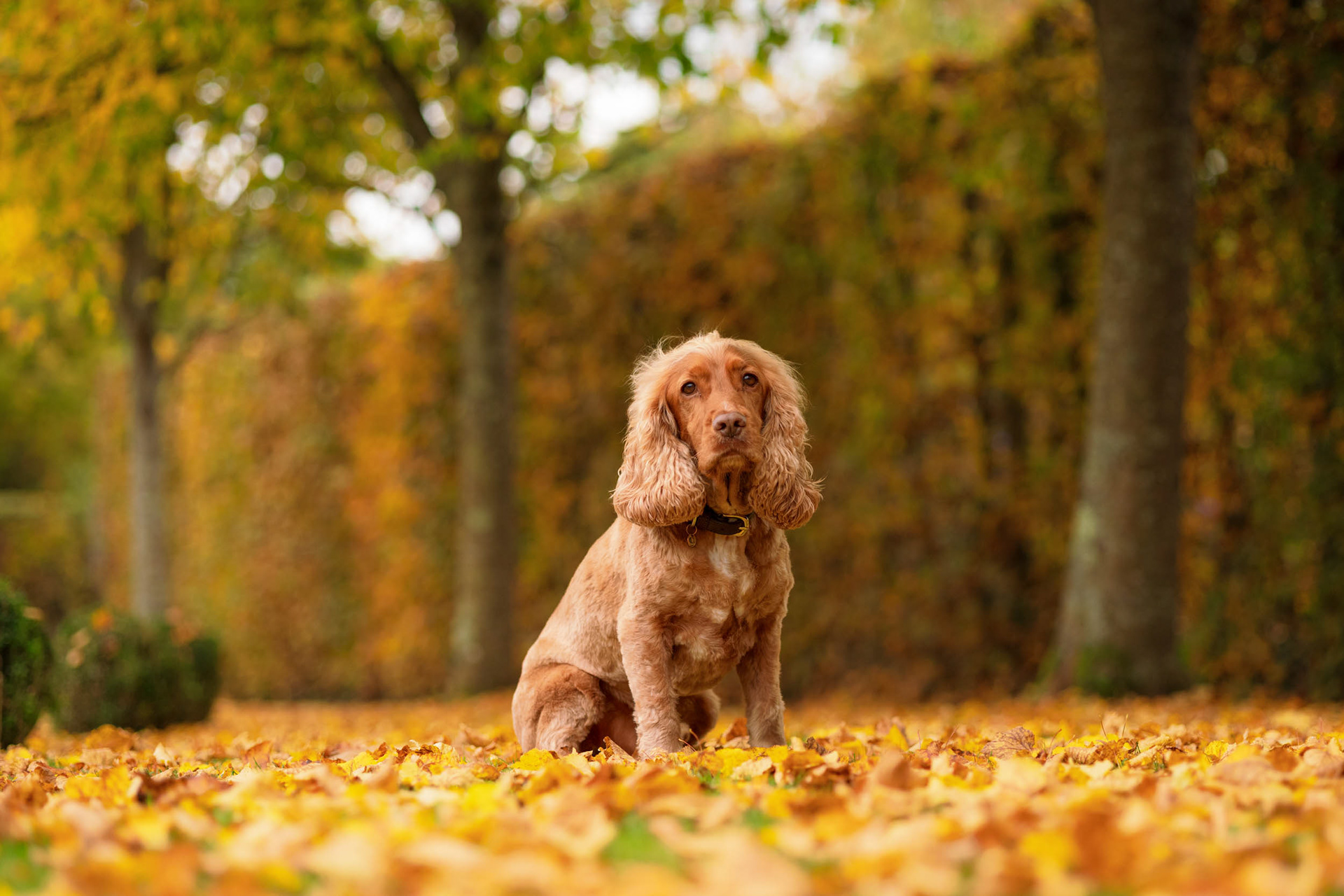 Portrait of Cocker Spaniel sat in autumnal garden