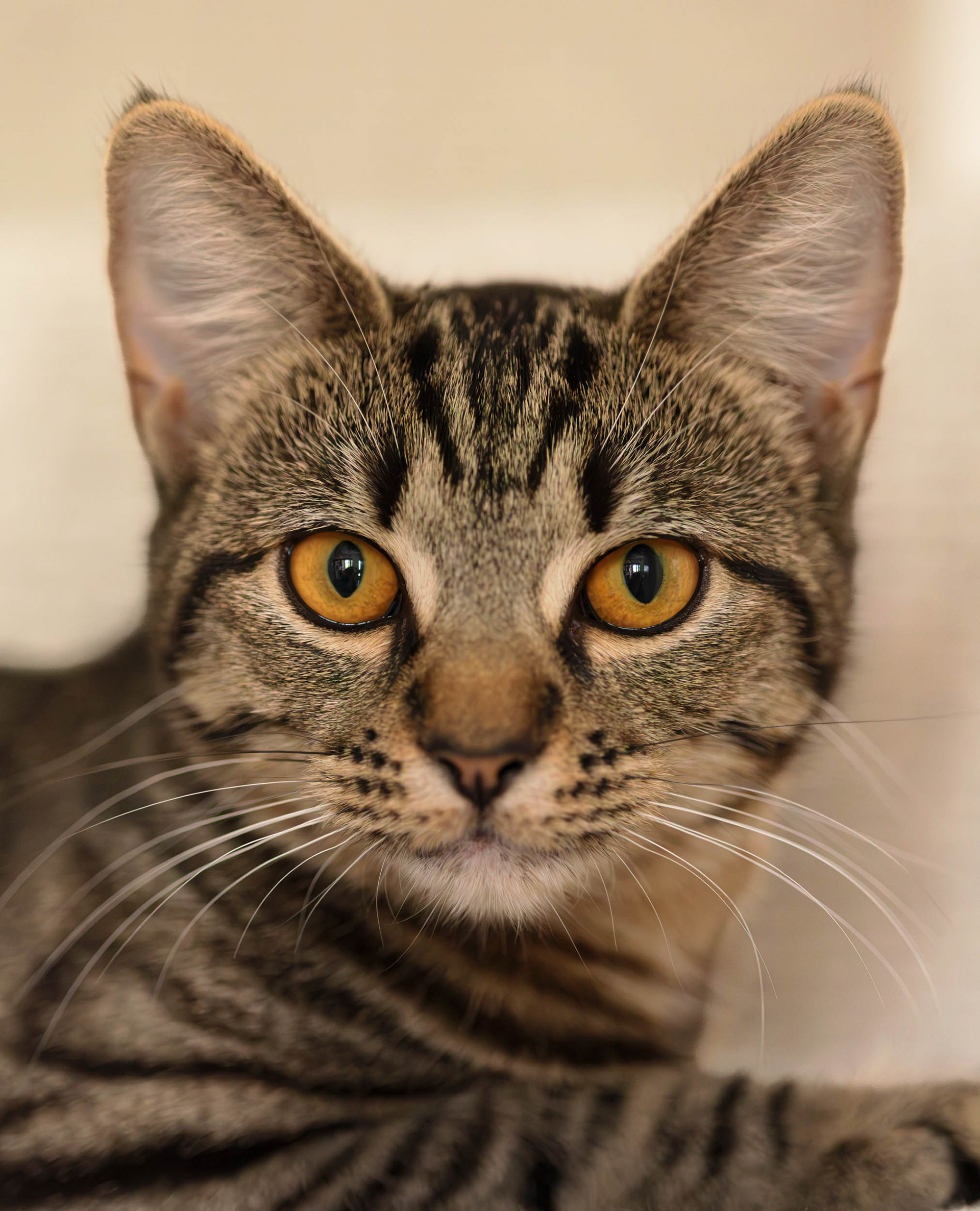 kitten Olive staring with striking amber eyes