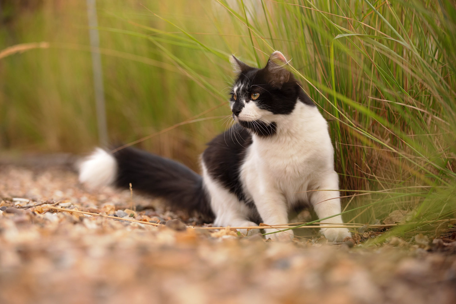 Black and white kitten exploring garden 