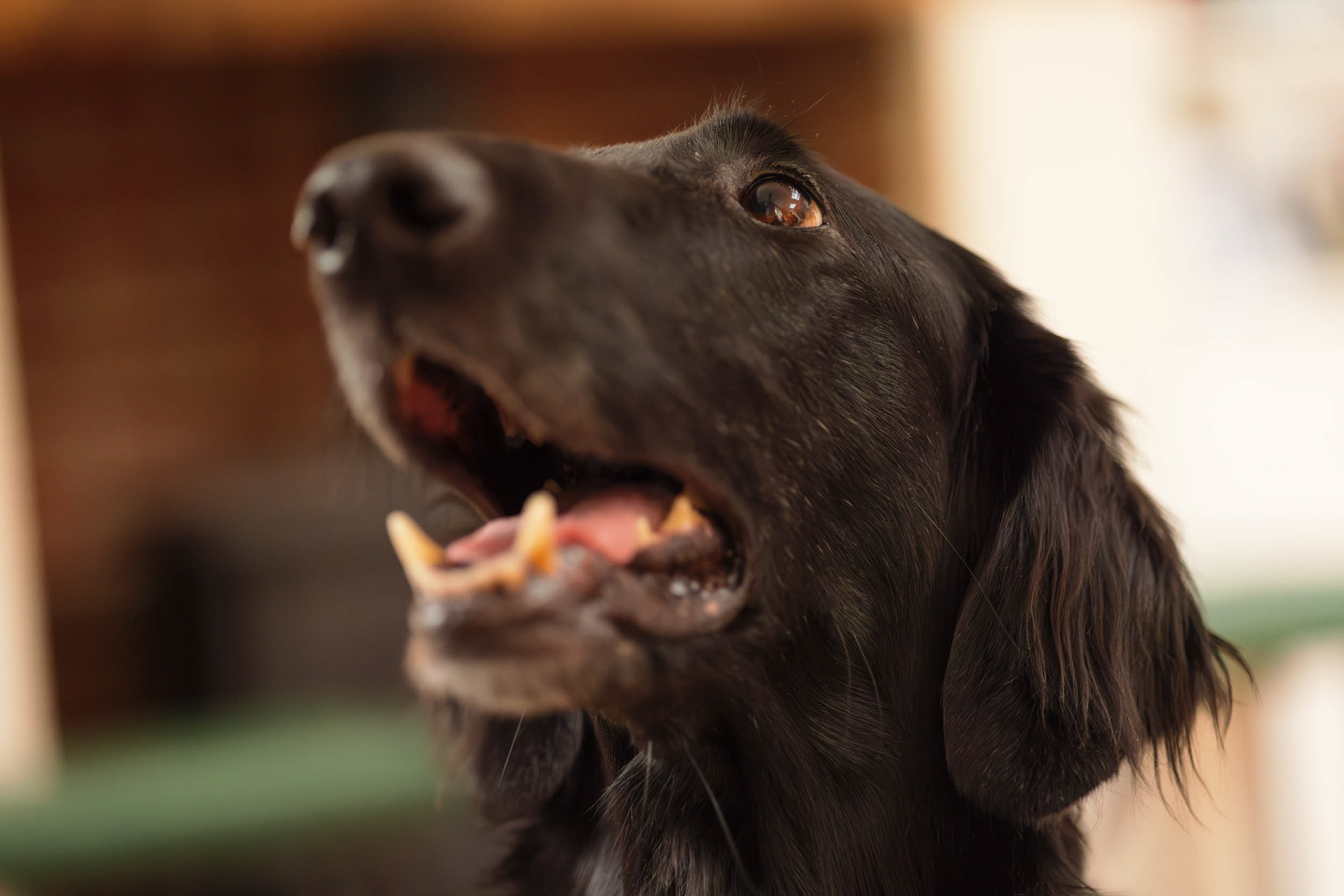 A close up picture of Flat coated retriever.
