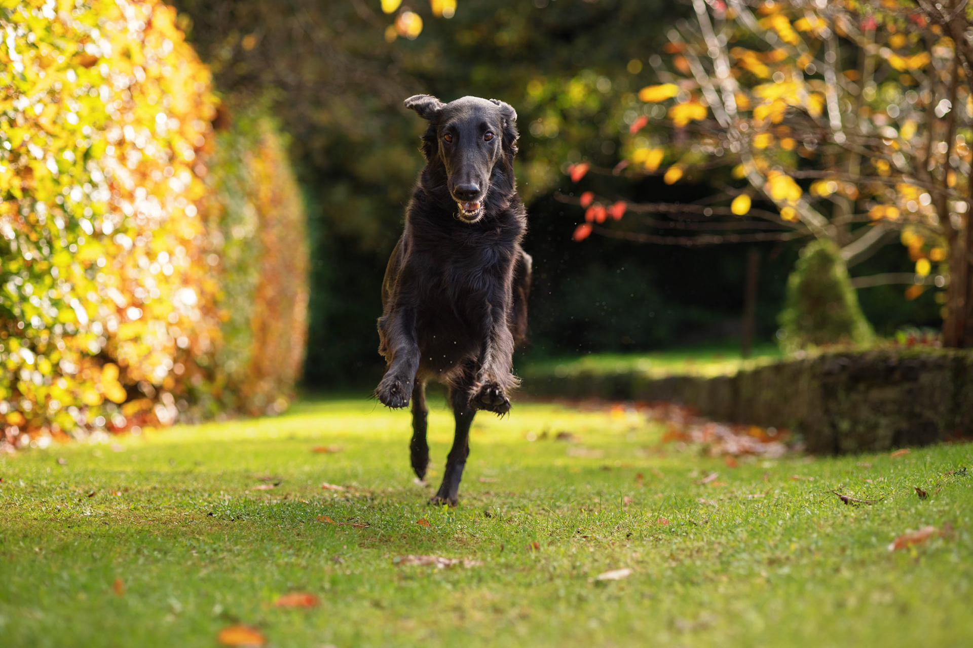 Flat coated retriever running 