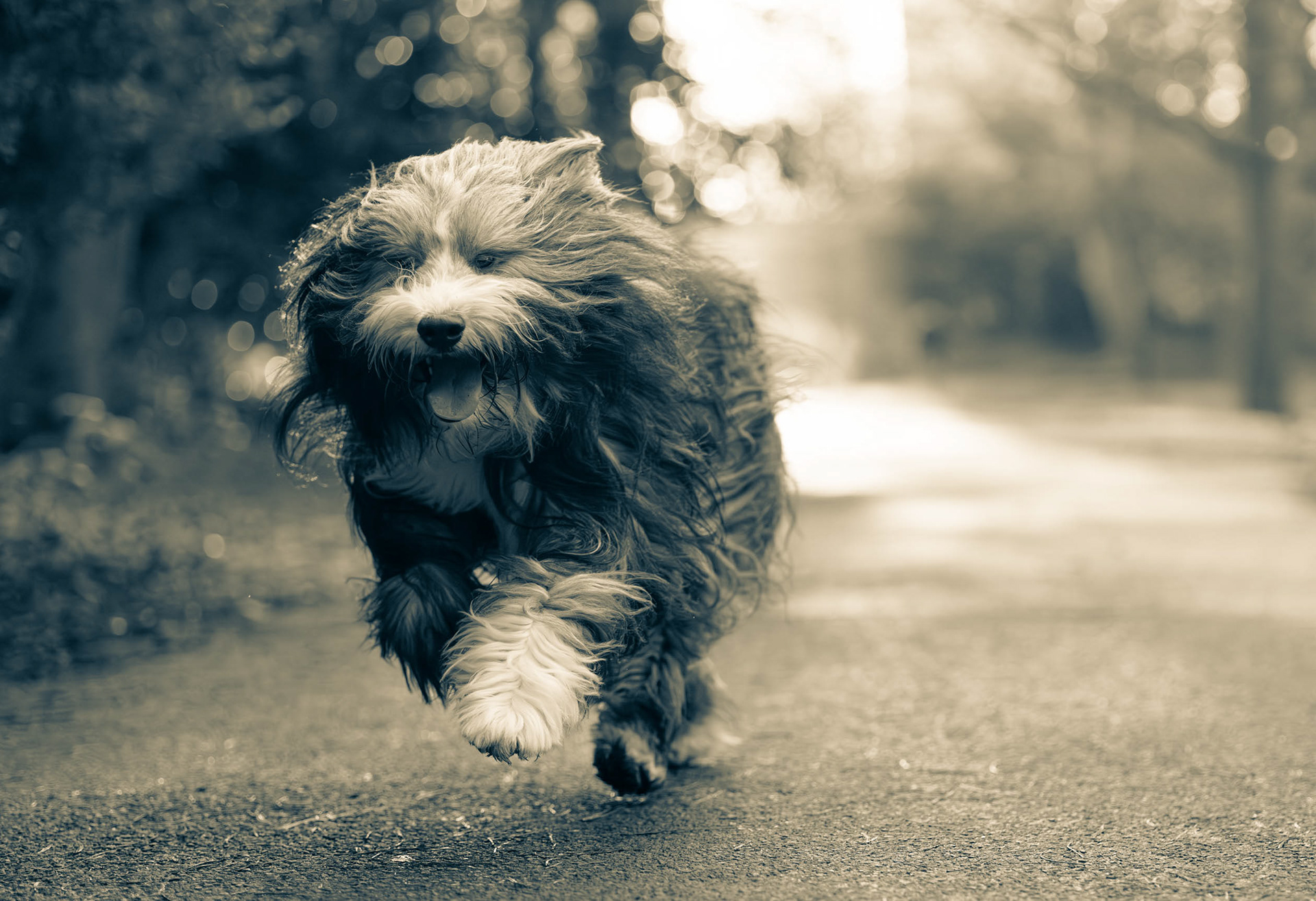 Black and White image of Bearded Collie running in Gunnersbury Park with his long hair blowing in the breeze