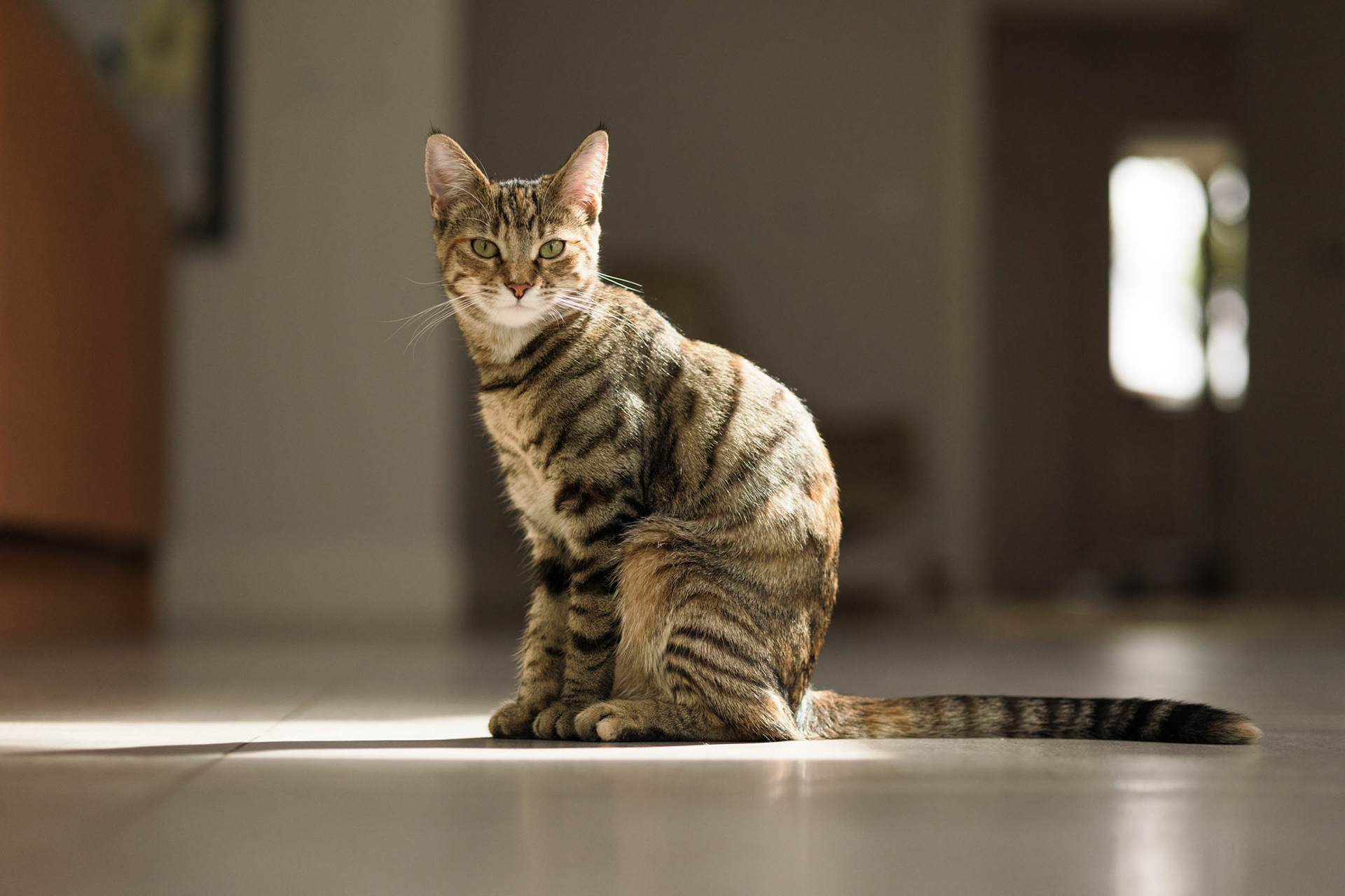 Kitten Hazel sat, lit by a pool of sunlight