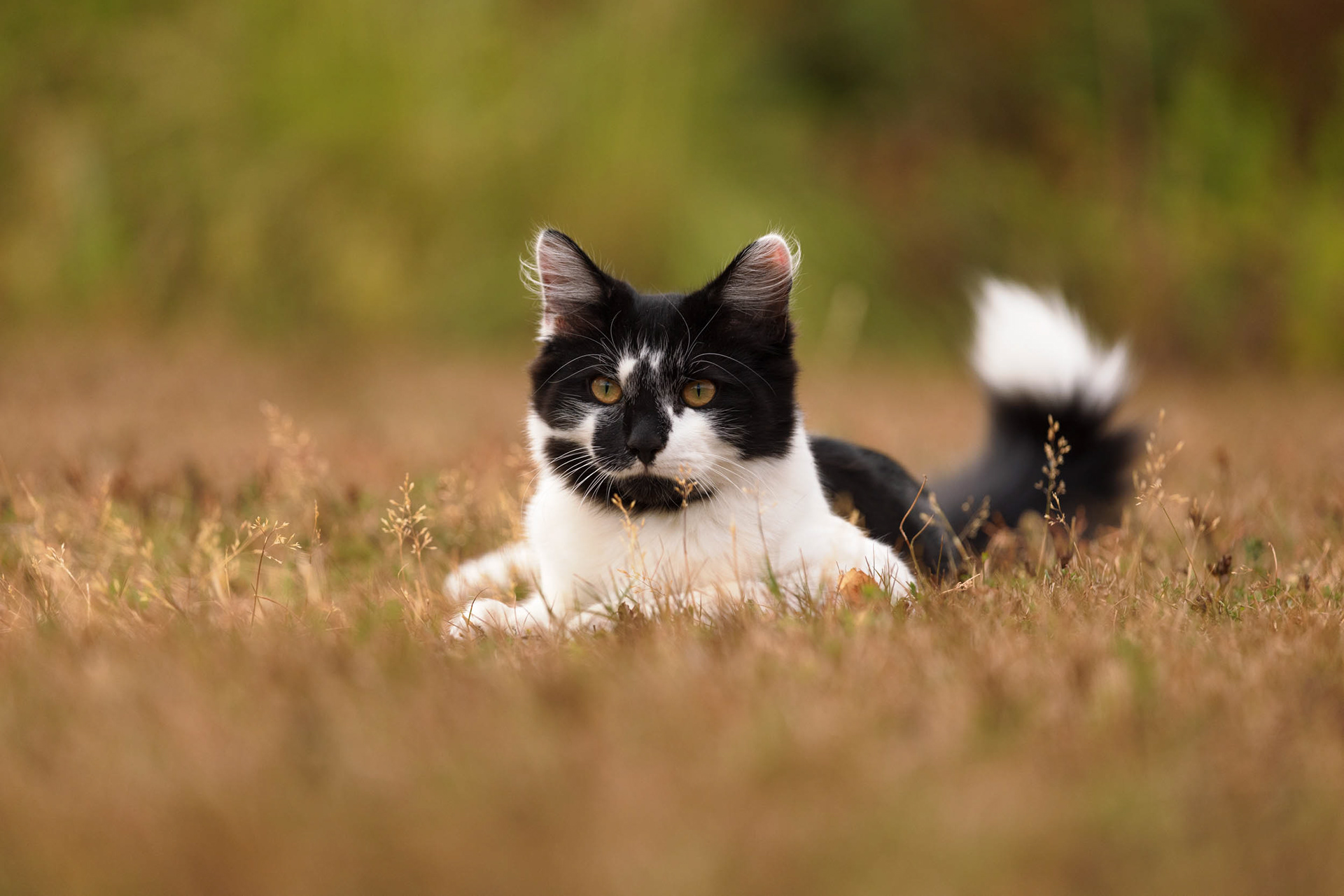 Black and white kitten relaxing in garden