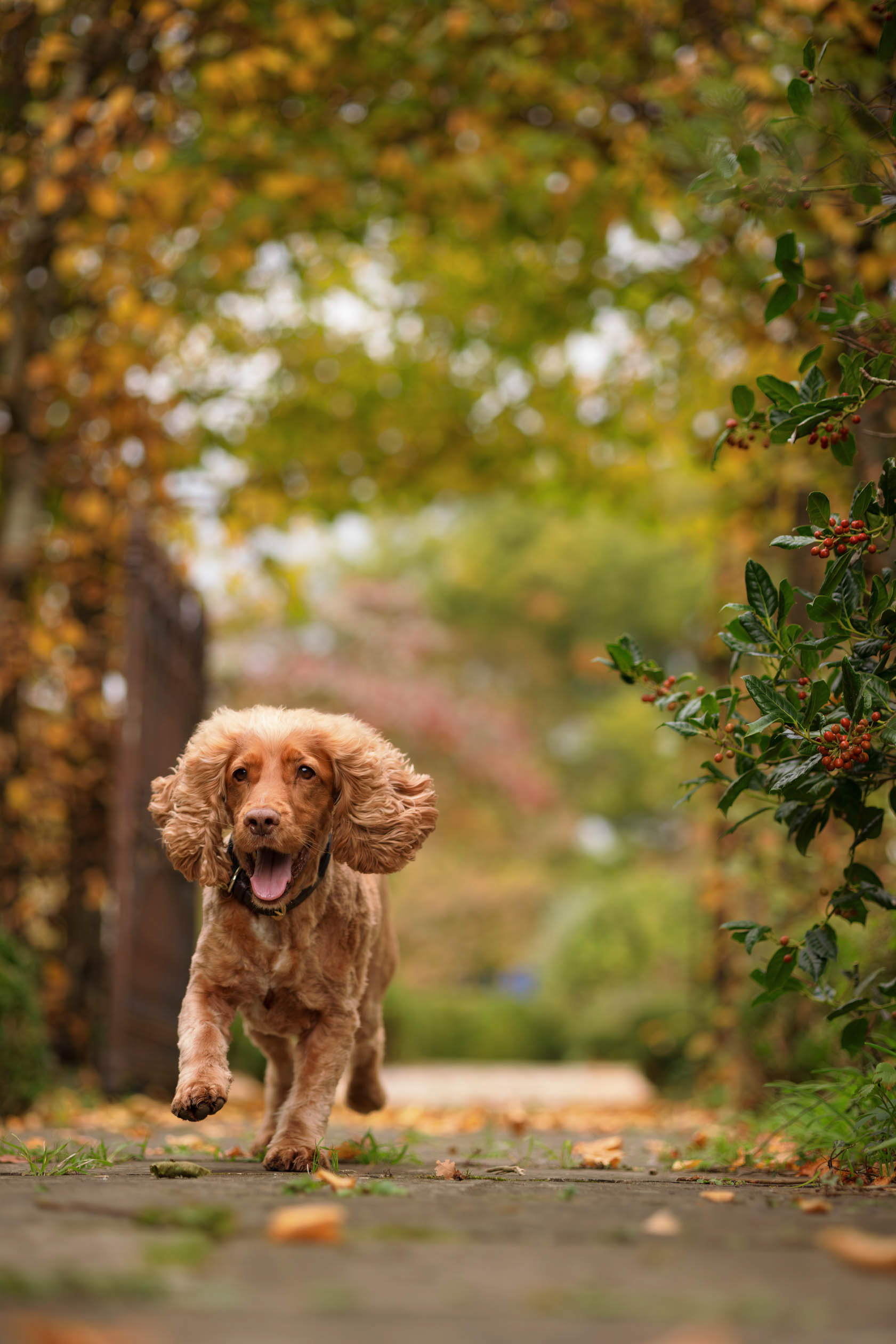 Cocker Spaniel running in autumnal garden