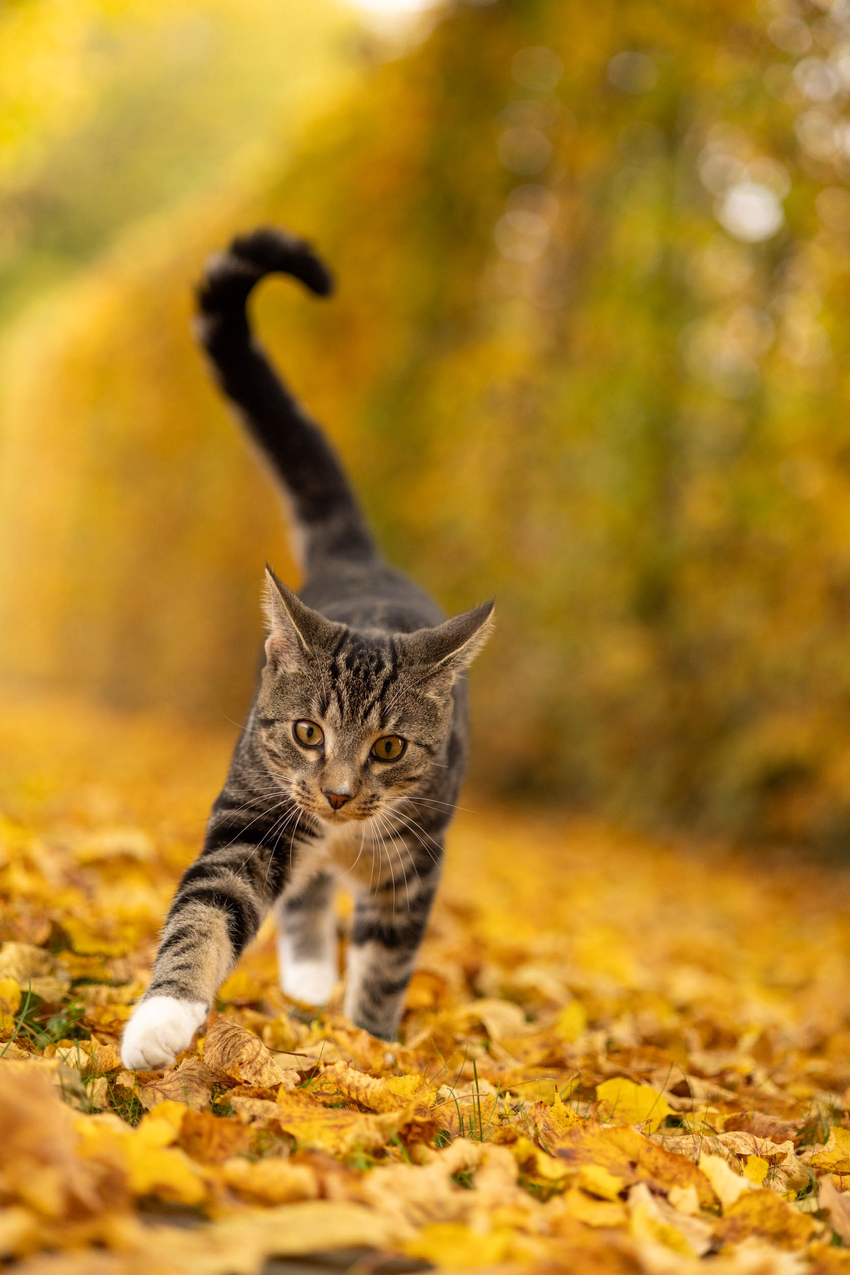 Kitten exploring surrounded by golden autumnal colours