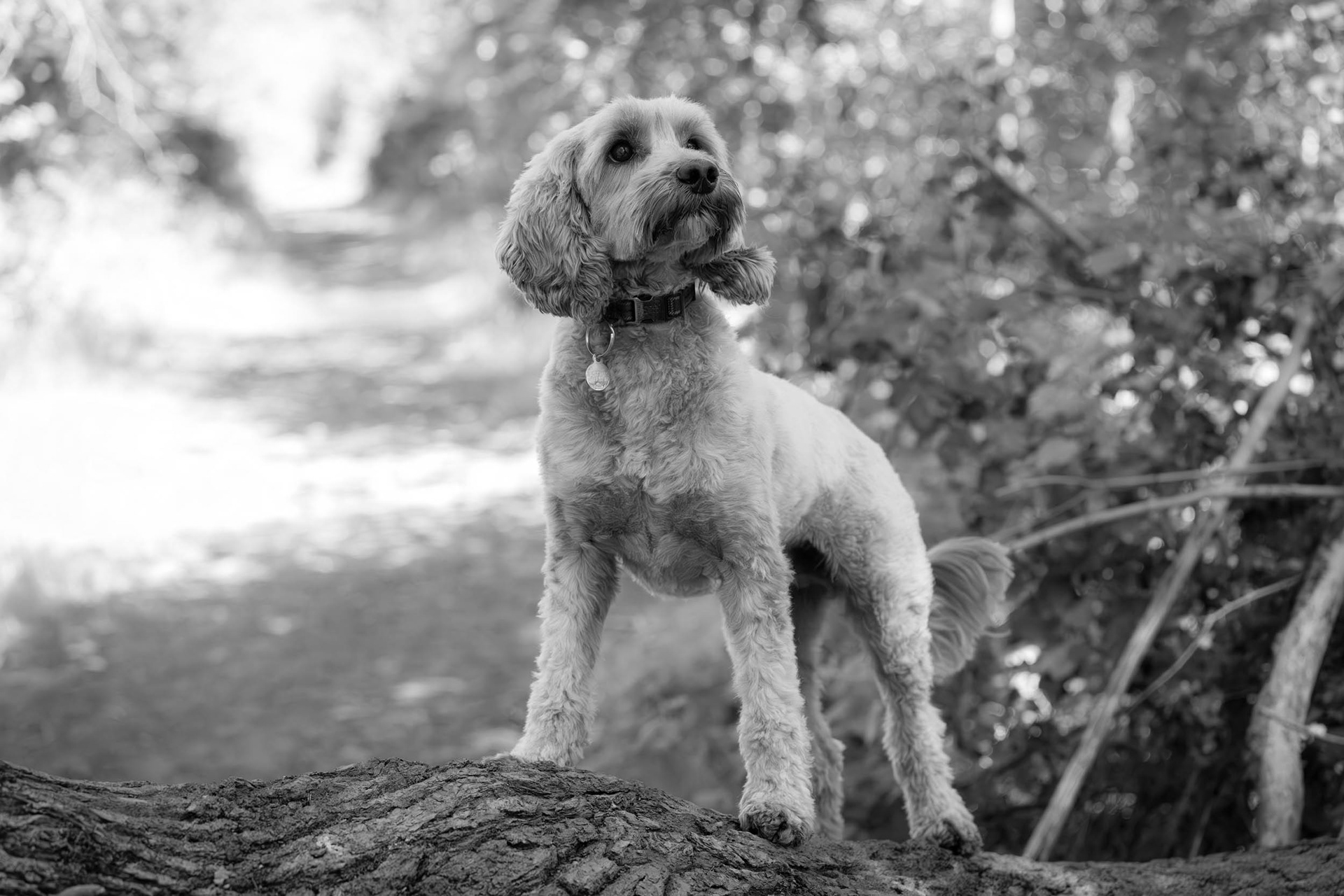 Black and white picture of Cockerpoo Walter standing on a fallen tree looking heroic on Great Bookham Common in Surrey.