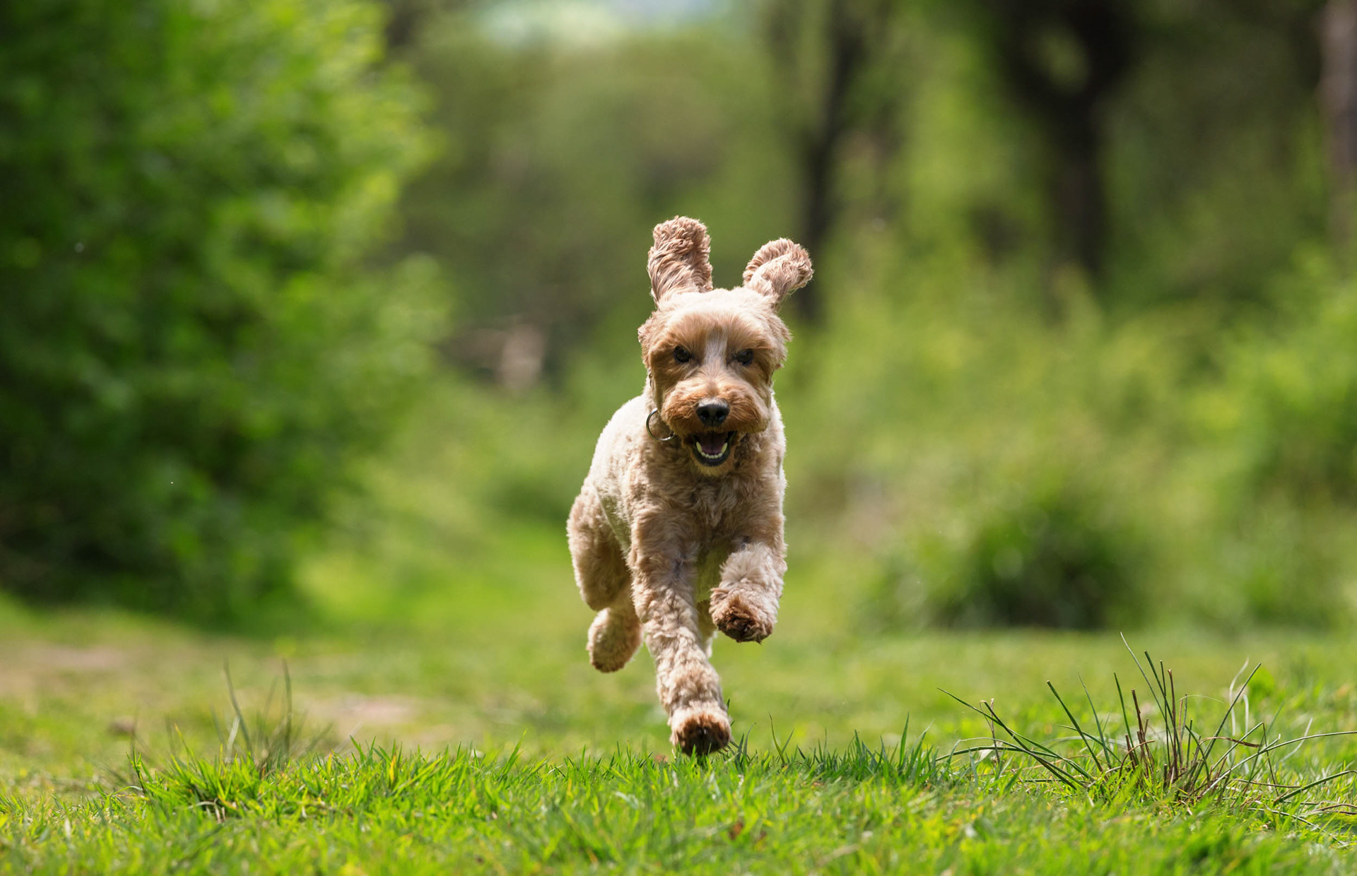 Cockerpoo Walter running with joy with his ears flapping on Great Bookham Common, Surrey.