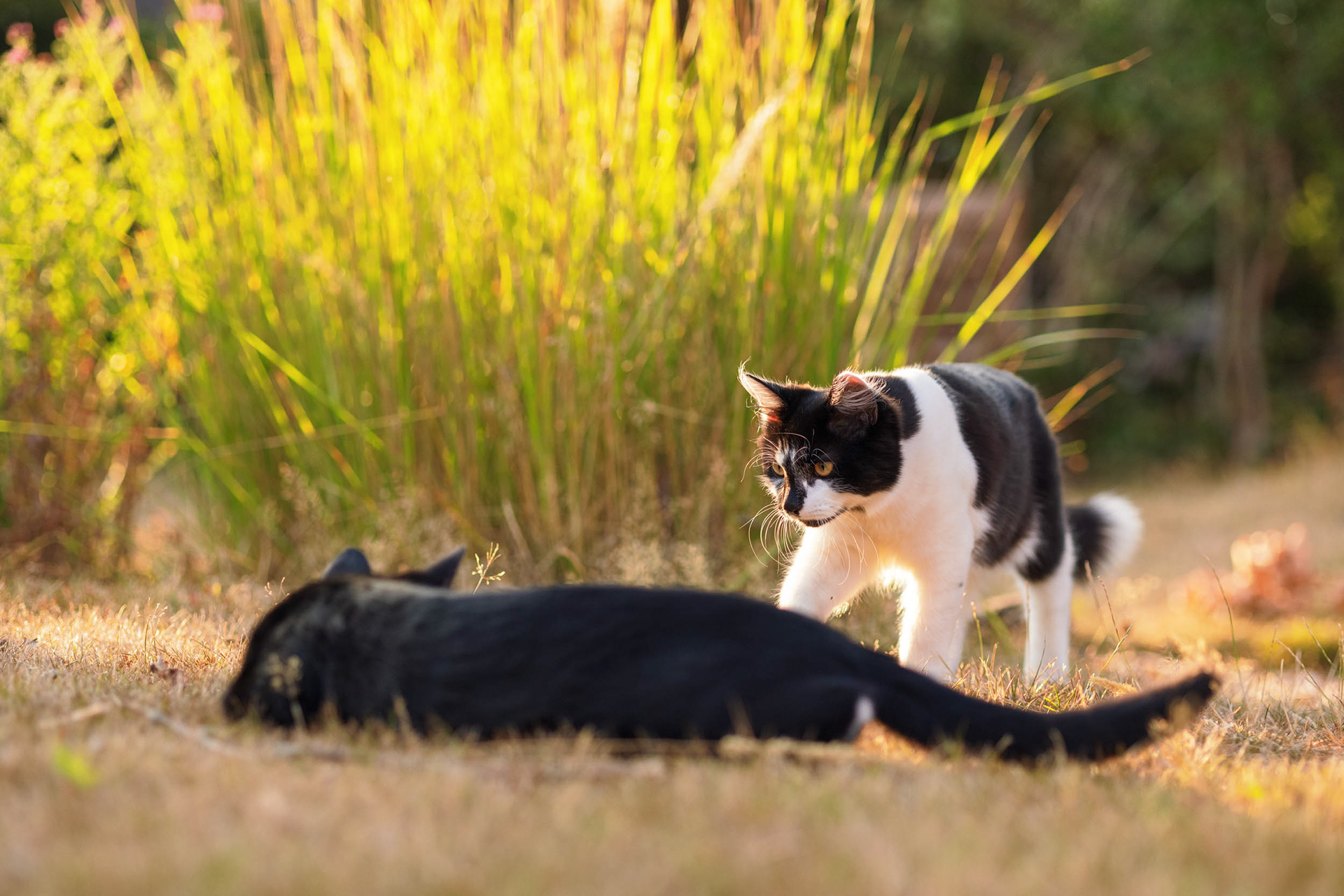 Black and white kitten exploring garden