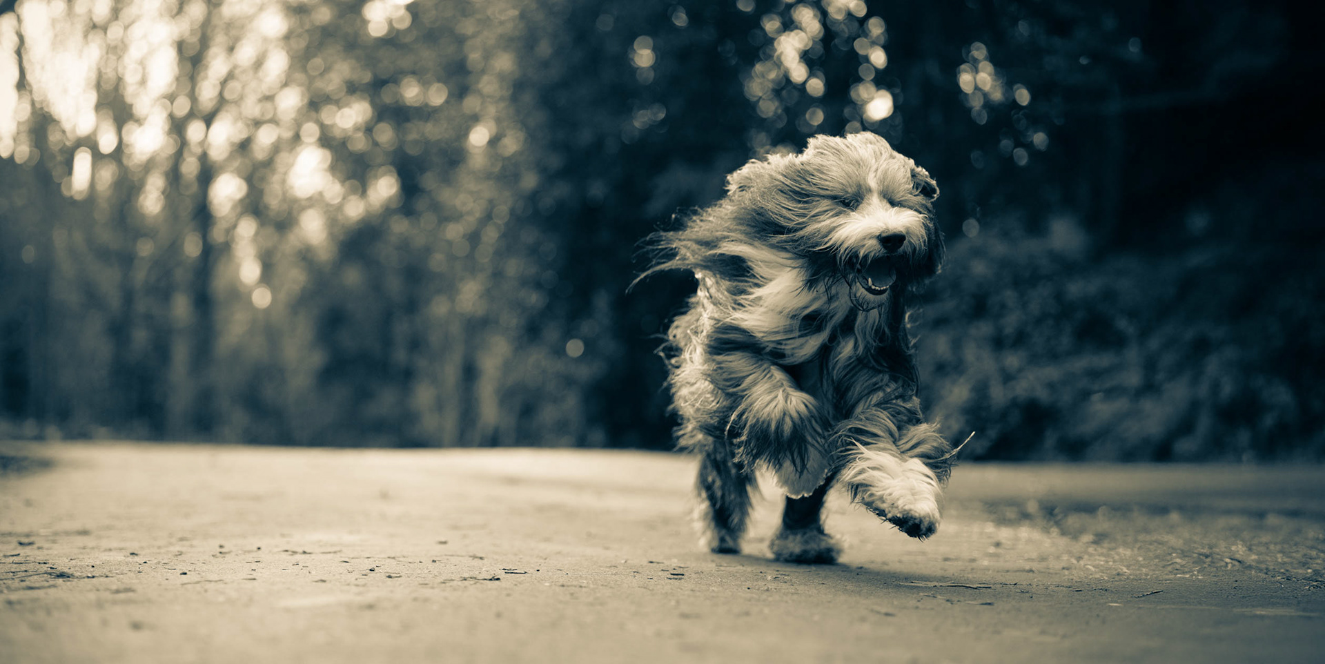 Black and White image of Bearded Collie running in Gunnersbury Park with his long hair blowing in the breeze