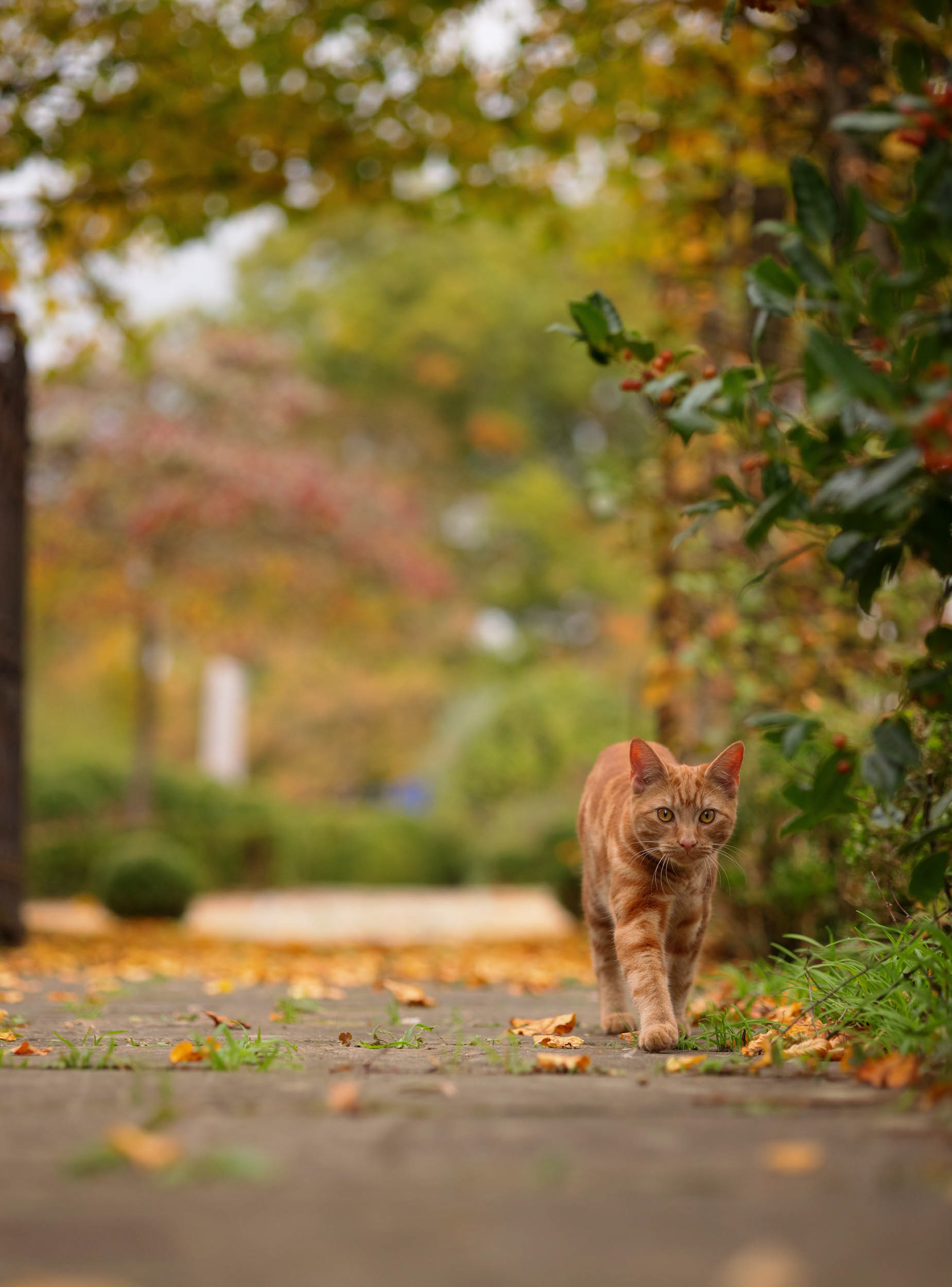 Ginger Kitten walking surrounded by golden autumnal colours